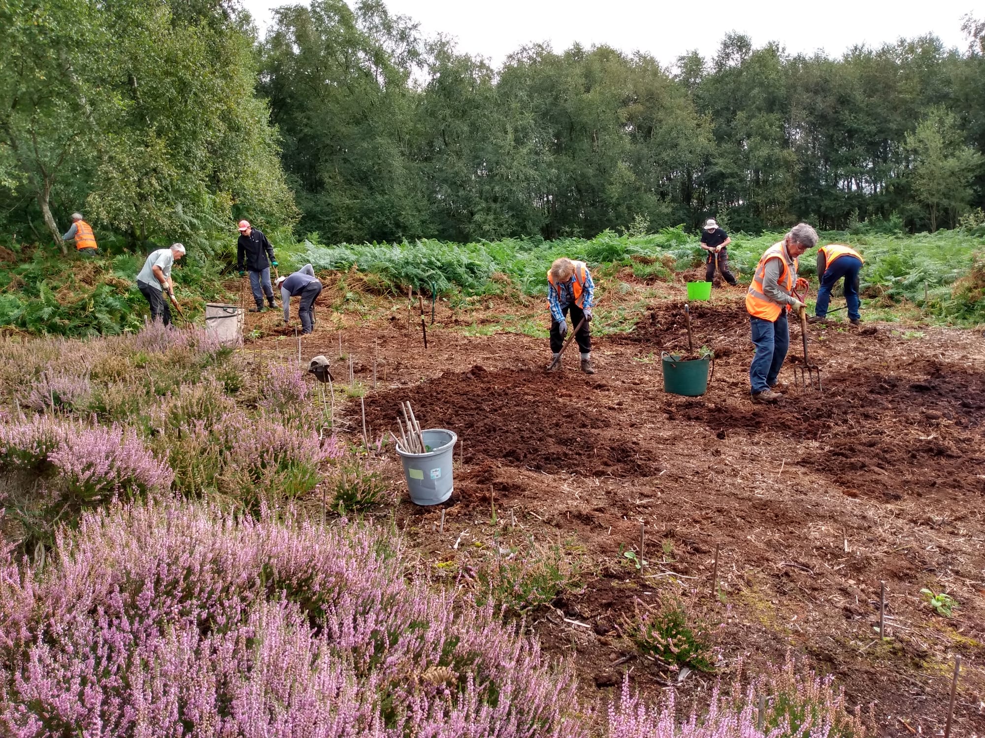 Birch Moss Covert heather ground prep
