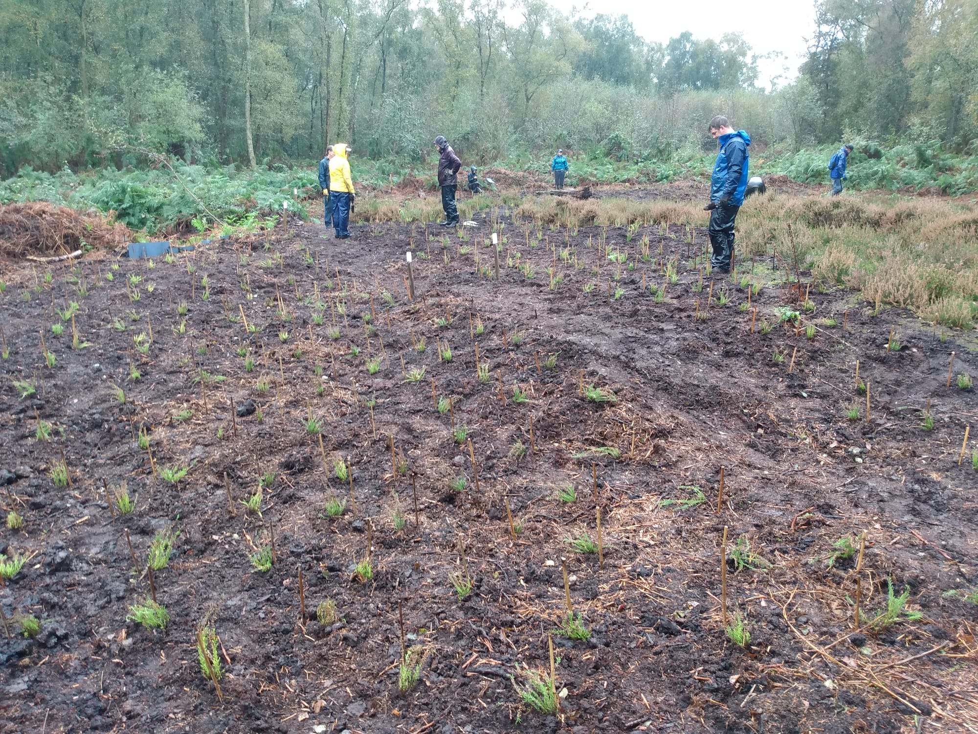 Birch Moss Covert new heather planting