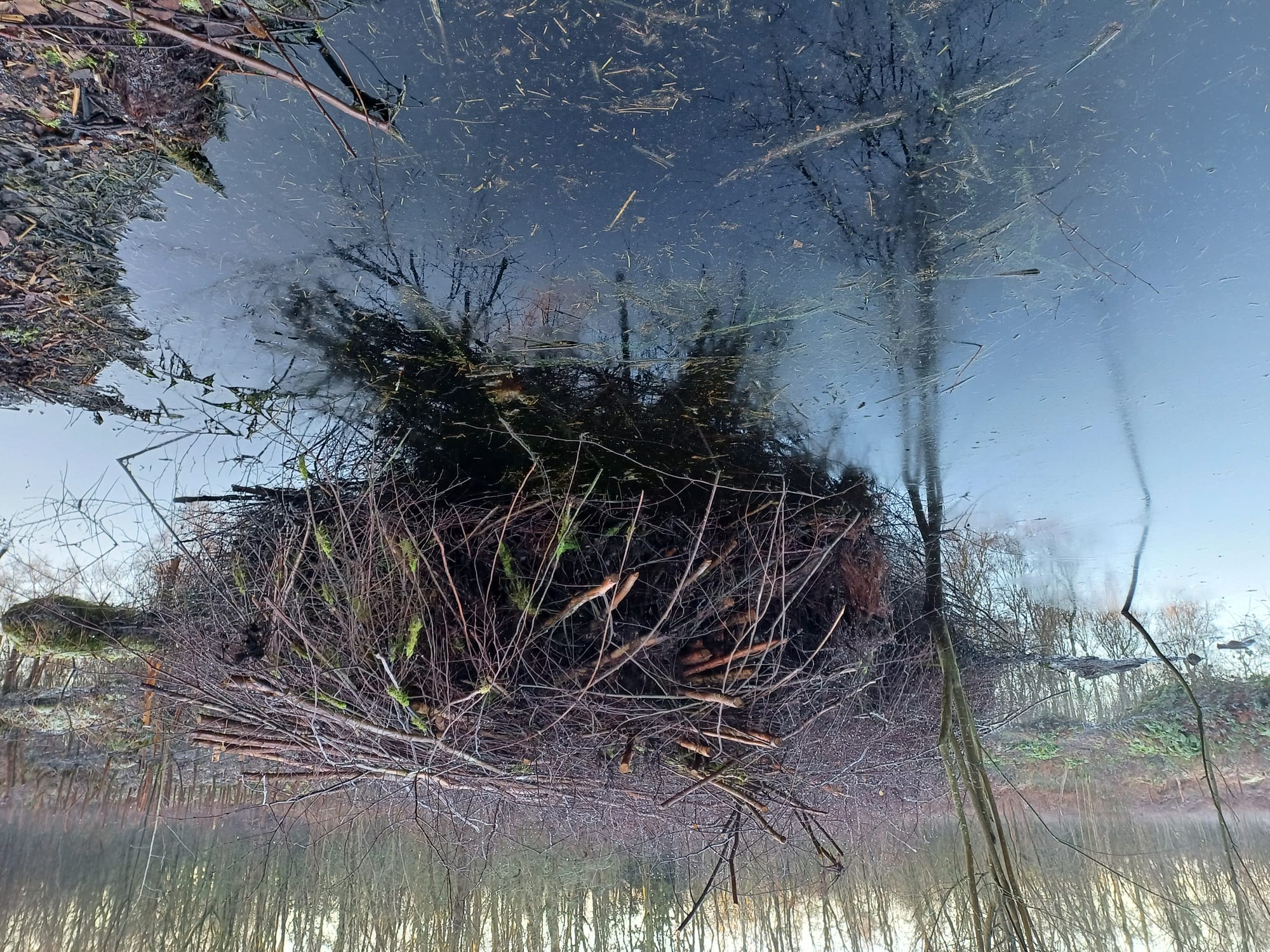 Birch Moss Covert wet area