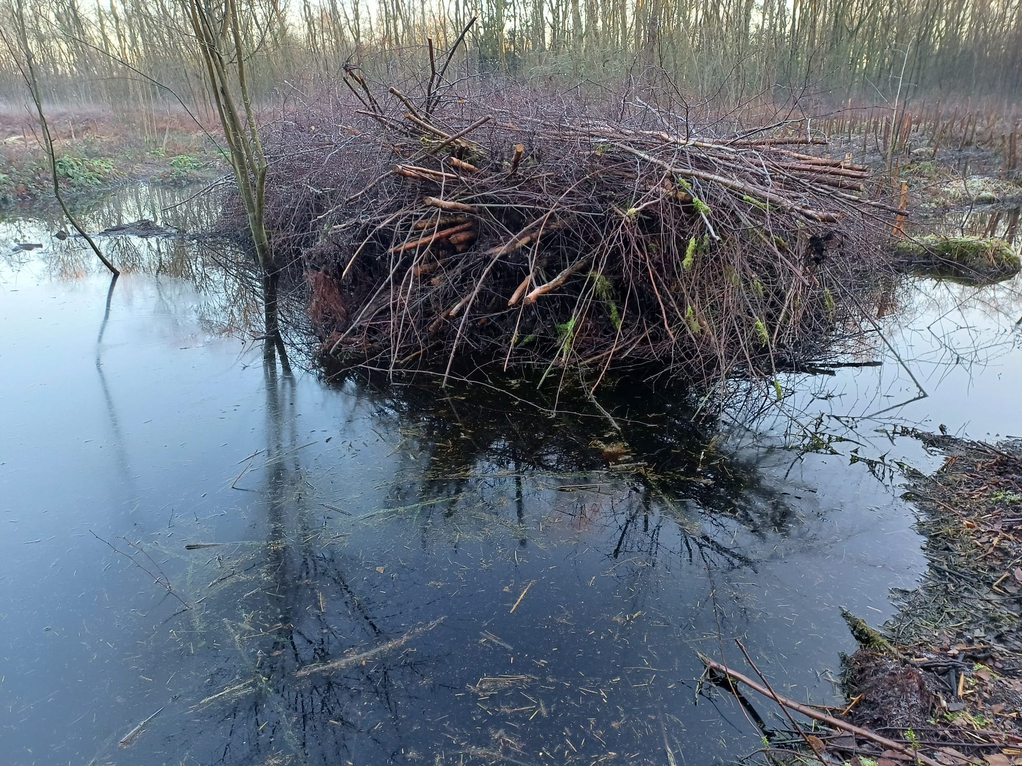 Birch Moss Covert wet area
