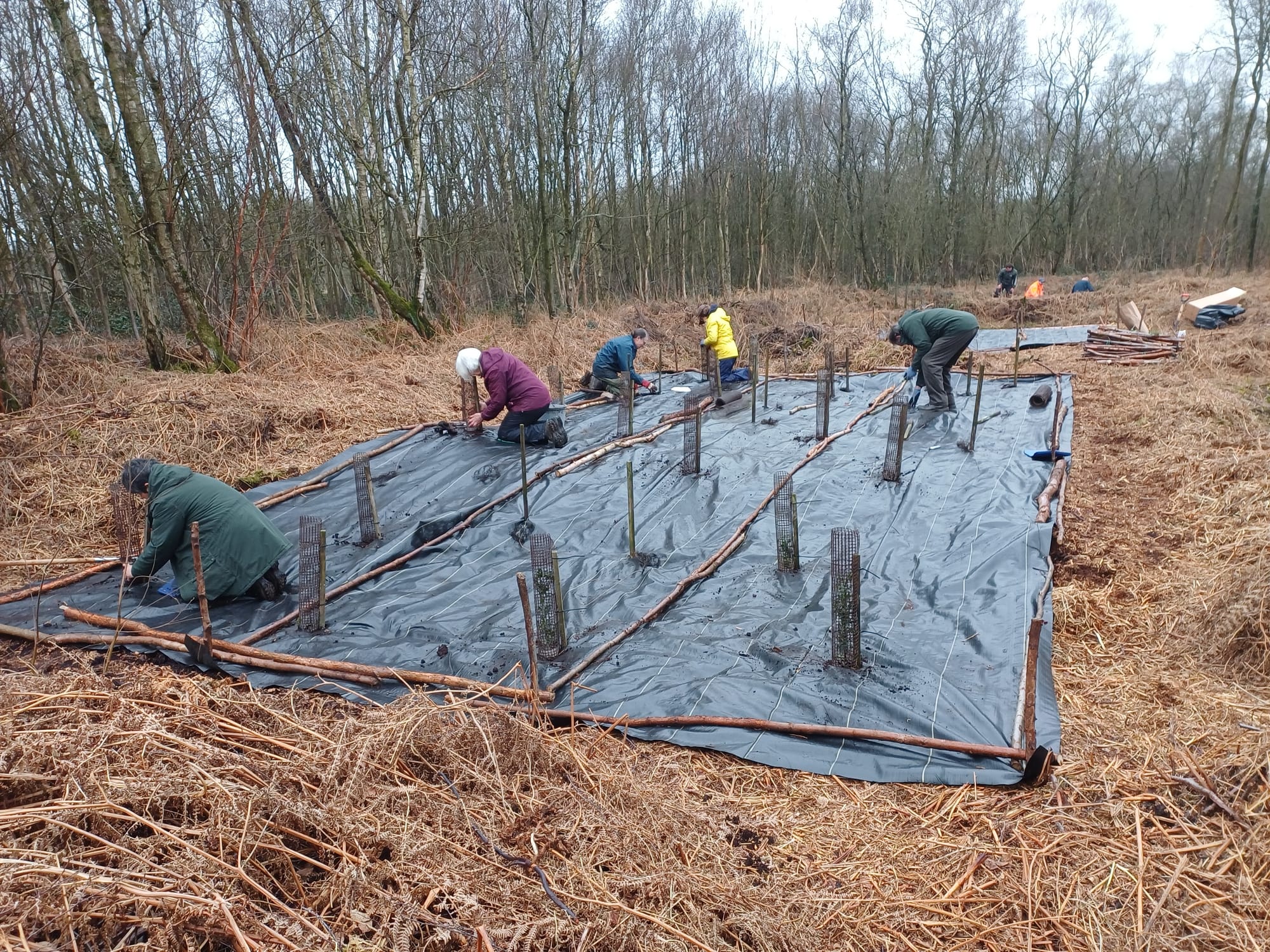 Birch Moss covert - tree planting