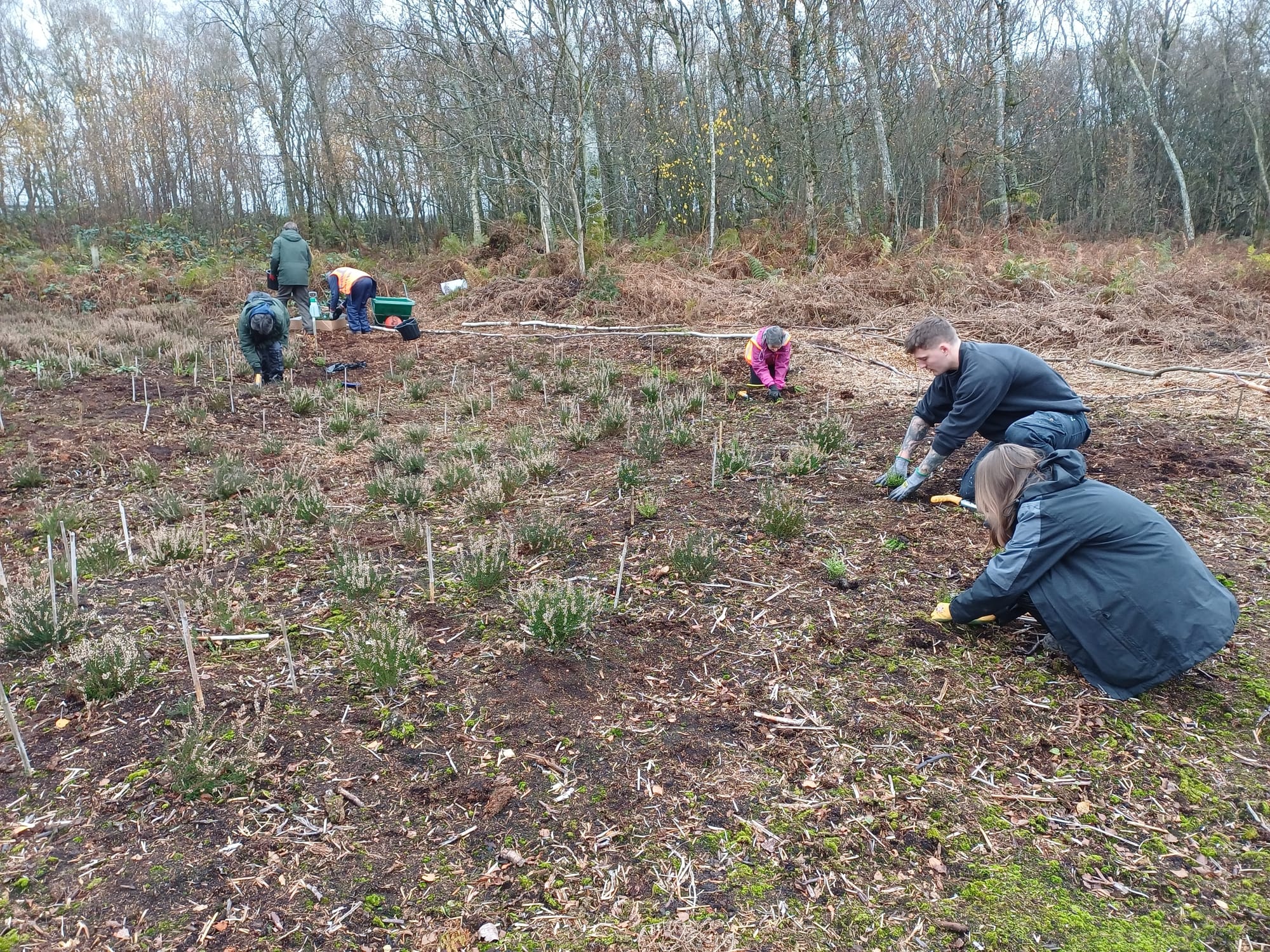 Birch Moss coveert - heather planting