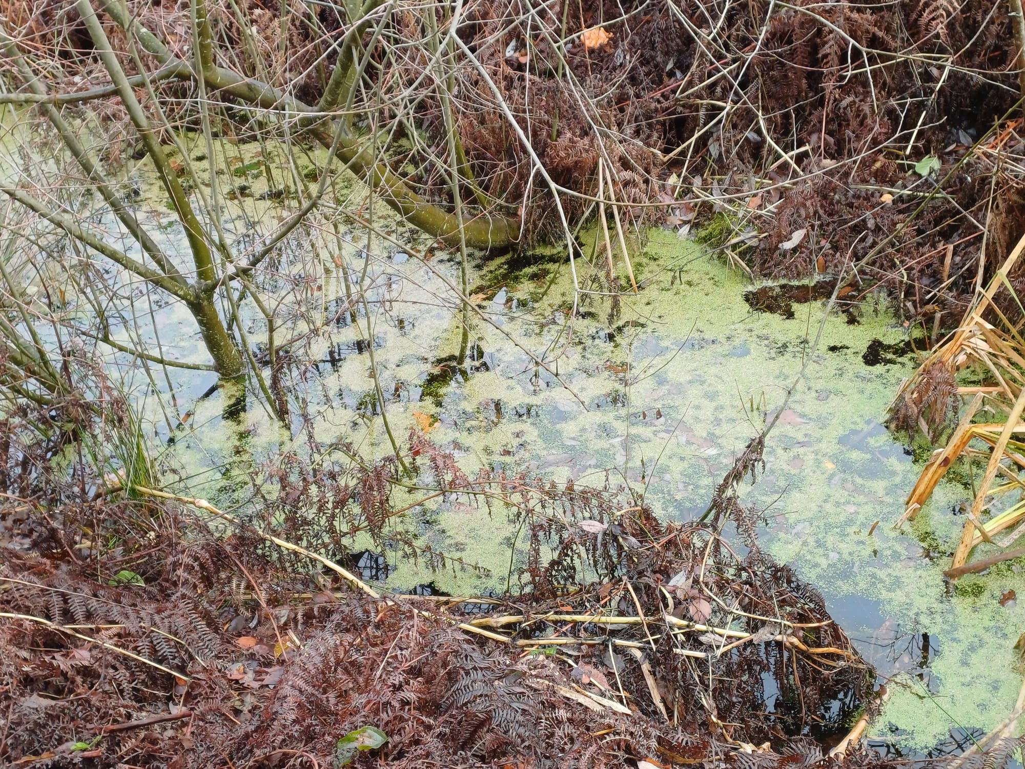 Birch Moss covert ditch