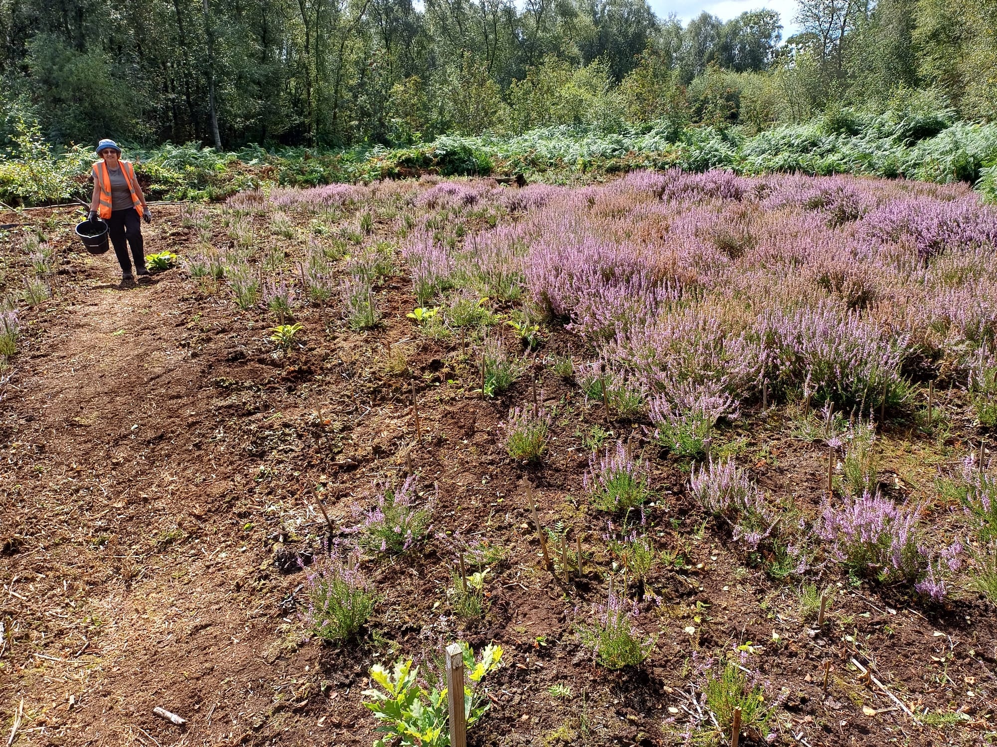 Birch Moss covert heather patch