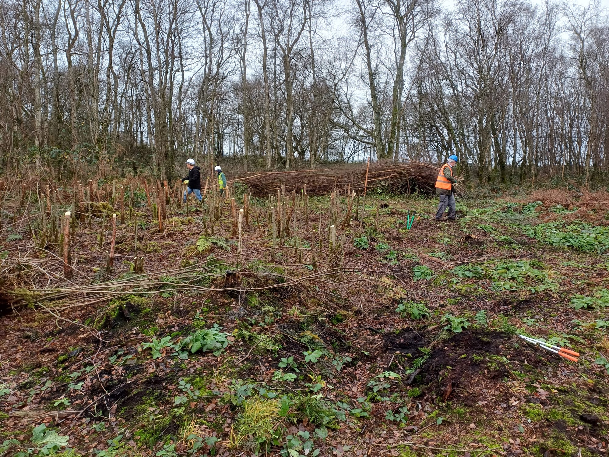 Birch Moss covert birch clearance
