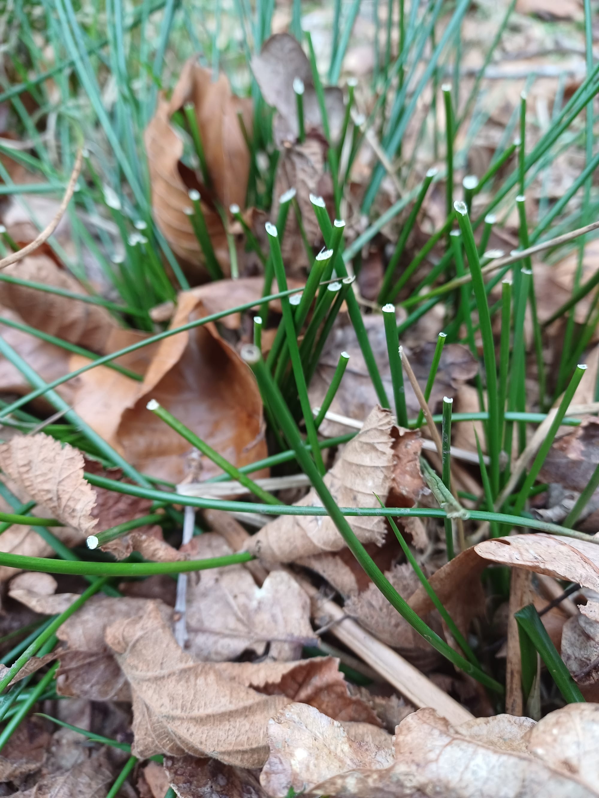Vole eating evidence JoJ
