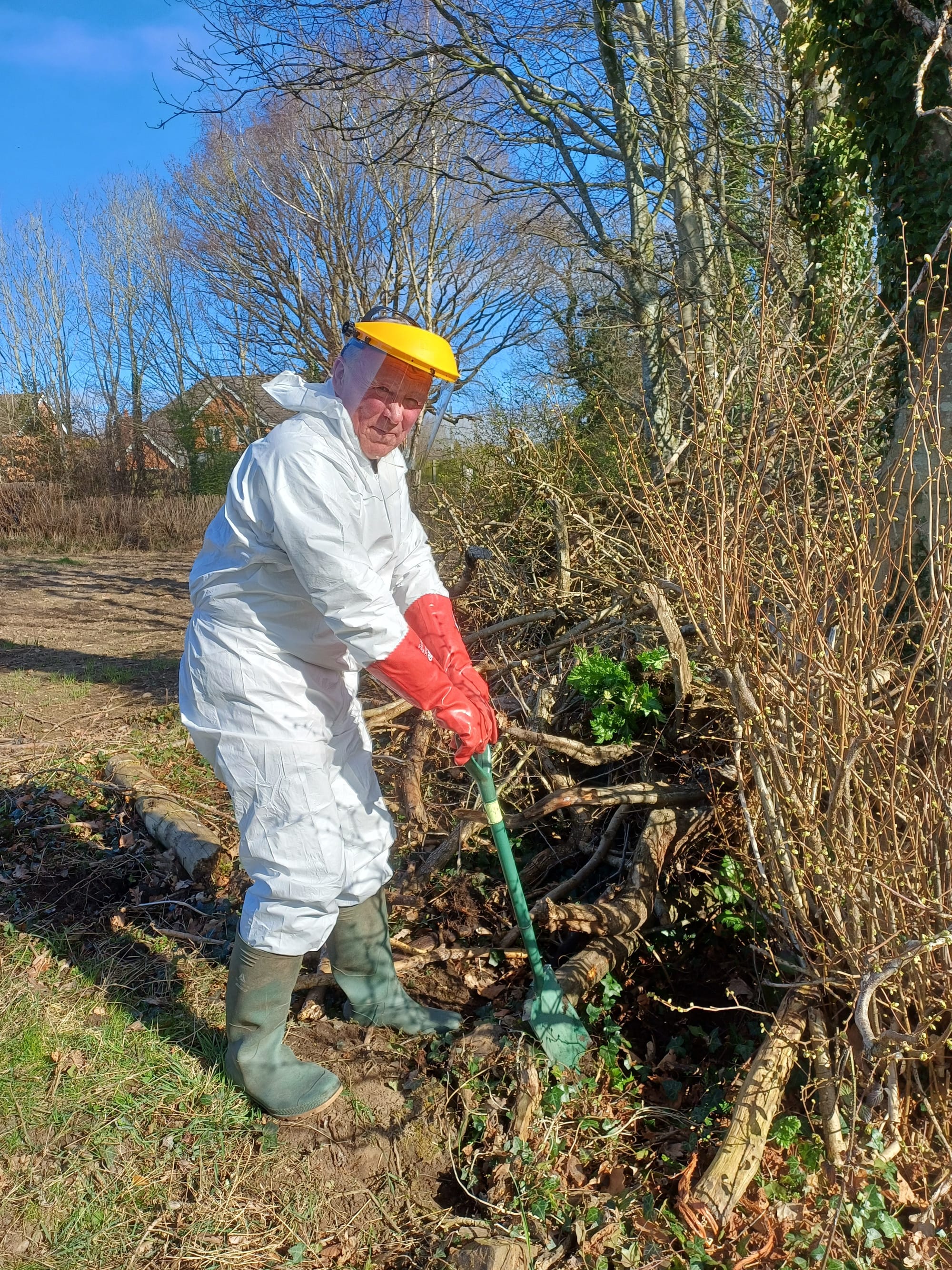 Digging up giant hogweed