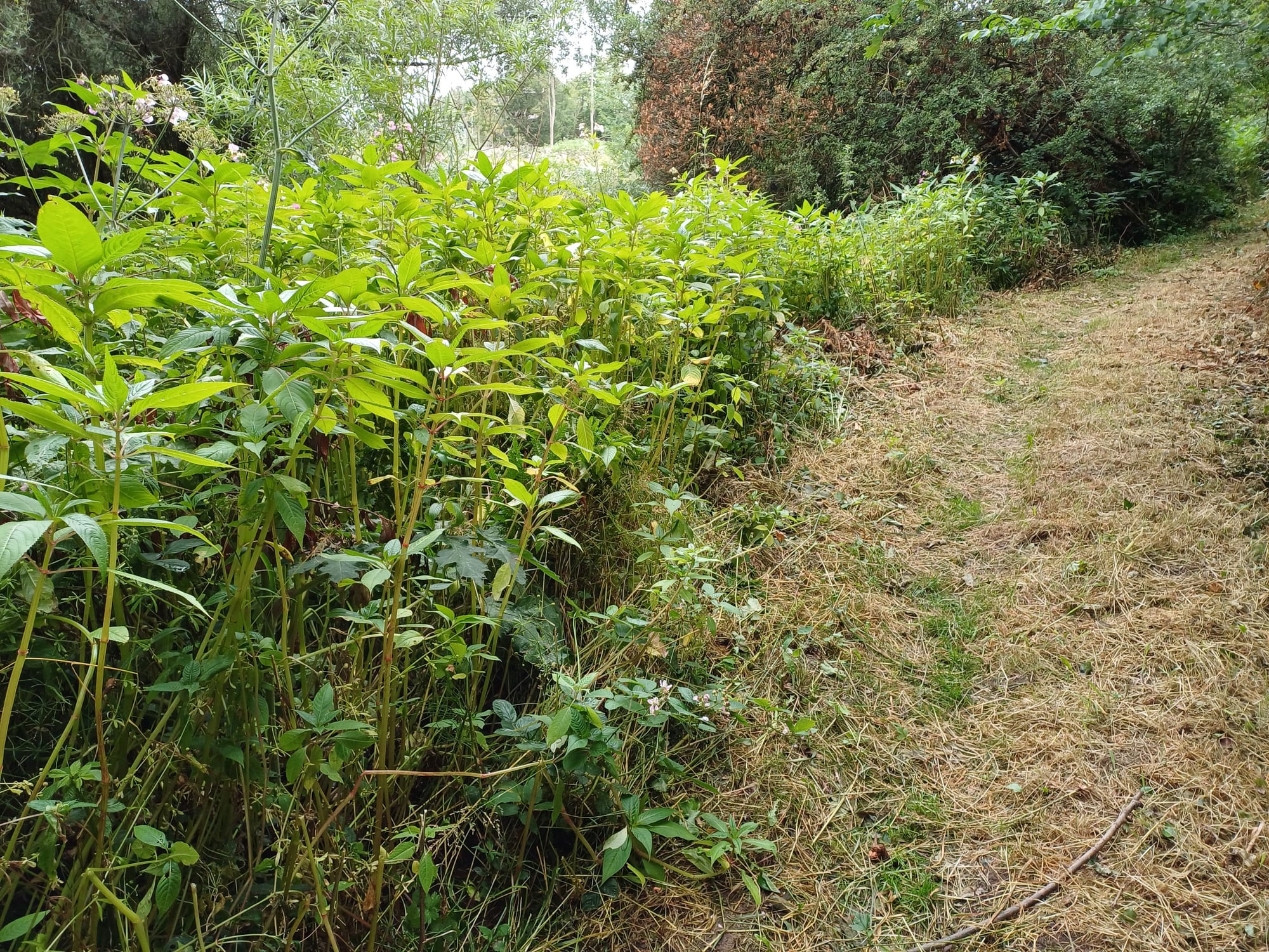 Balsam along river by Bollin Valley Way