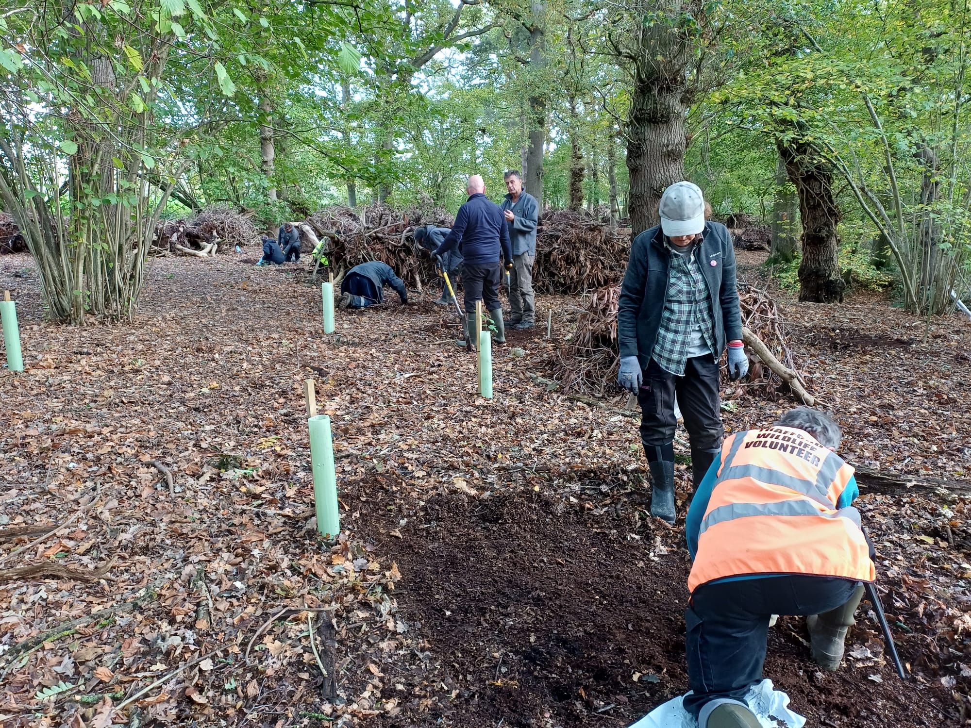 Bluebell planting