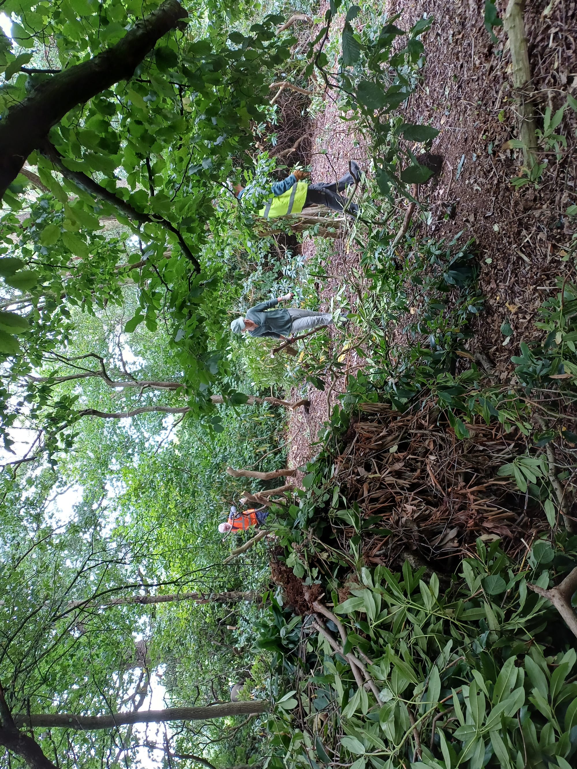 Hanging Bank rhododendron removal