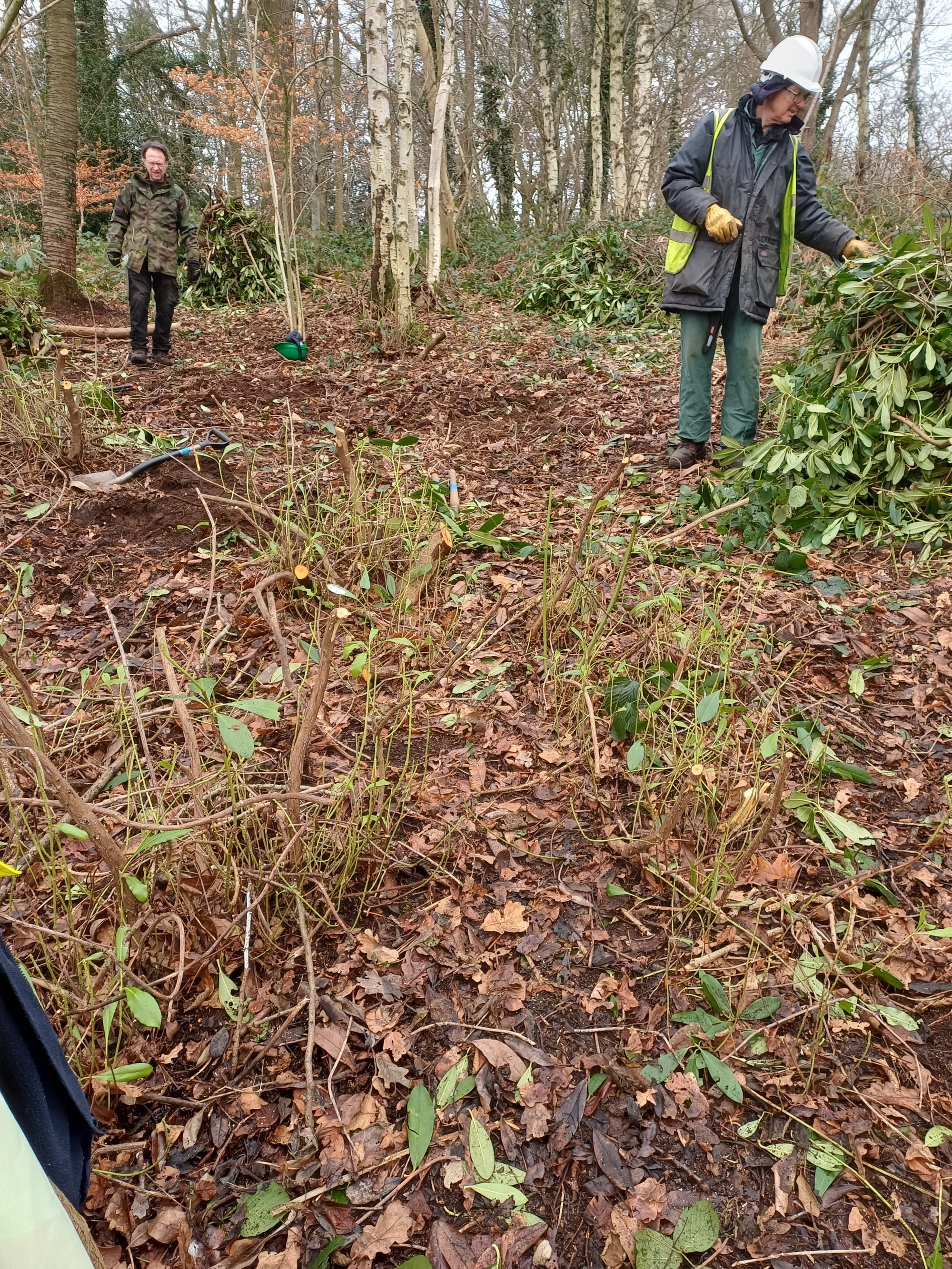 Hanging Bank rhododendron removal