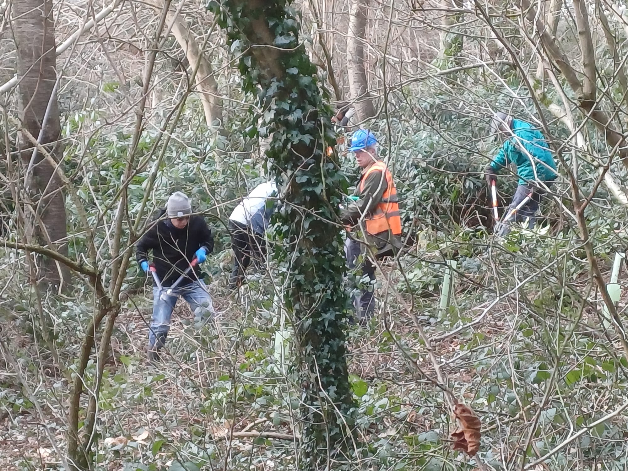 Priory Gorse rhododendron removal