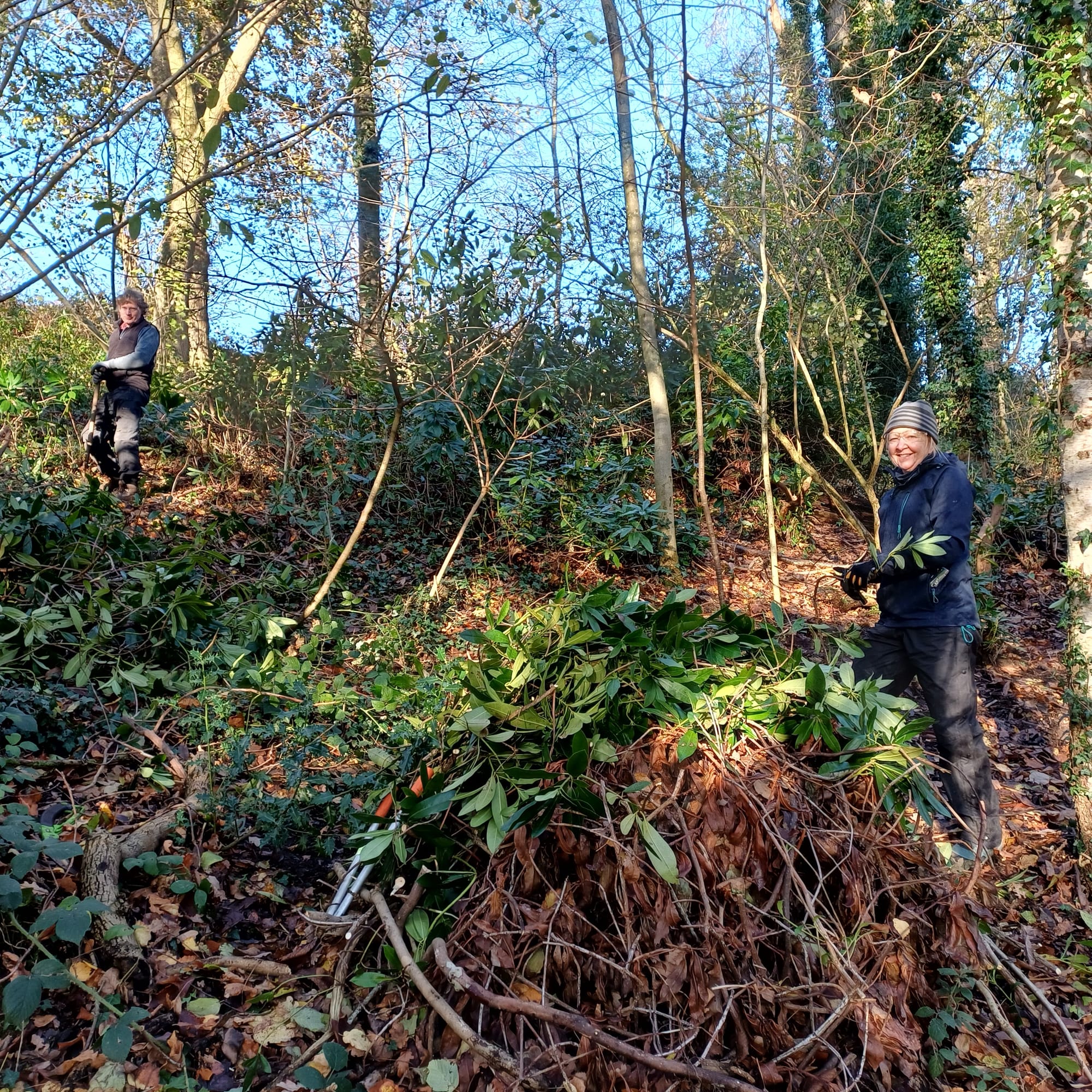 Priory Gorse rhododendron removal