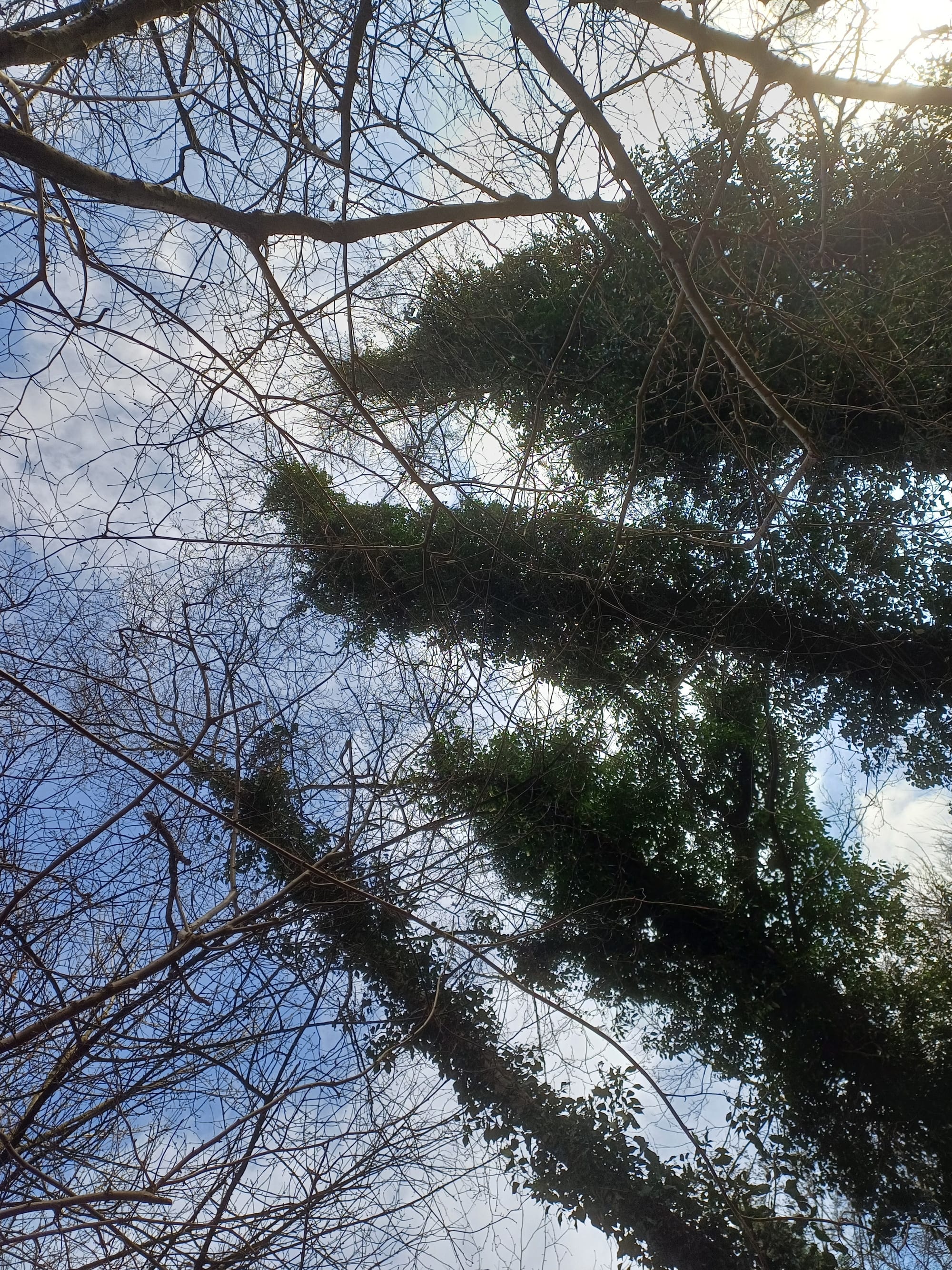 Priory Gorse ivy on tree