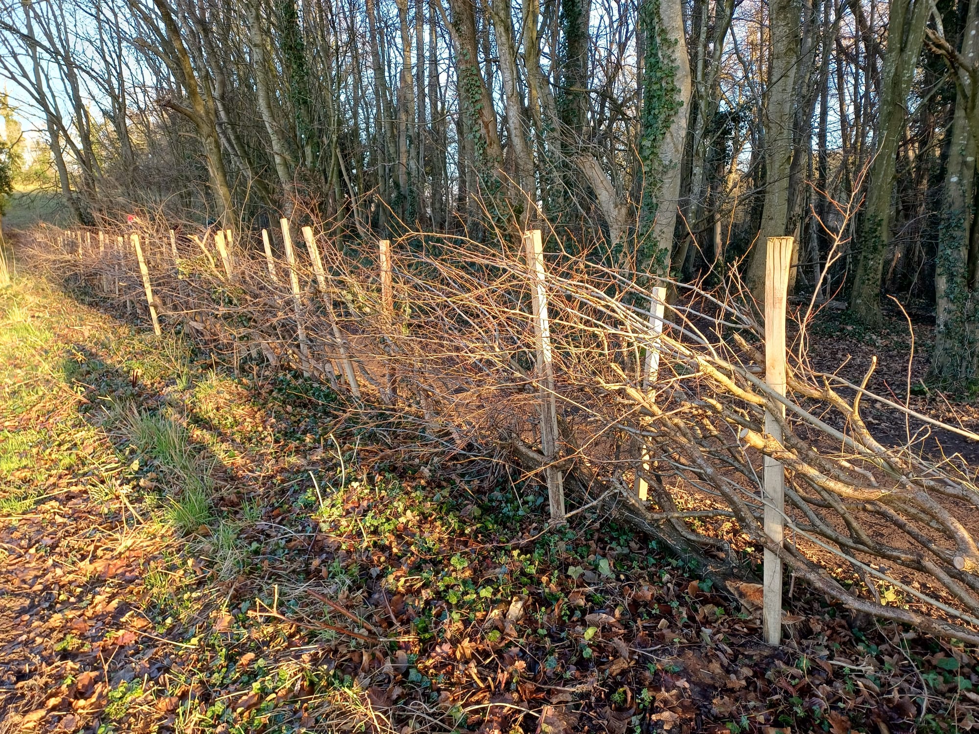 Hedge laying