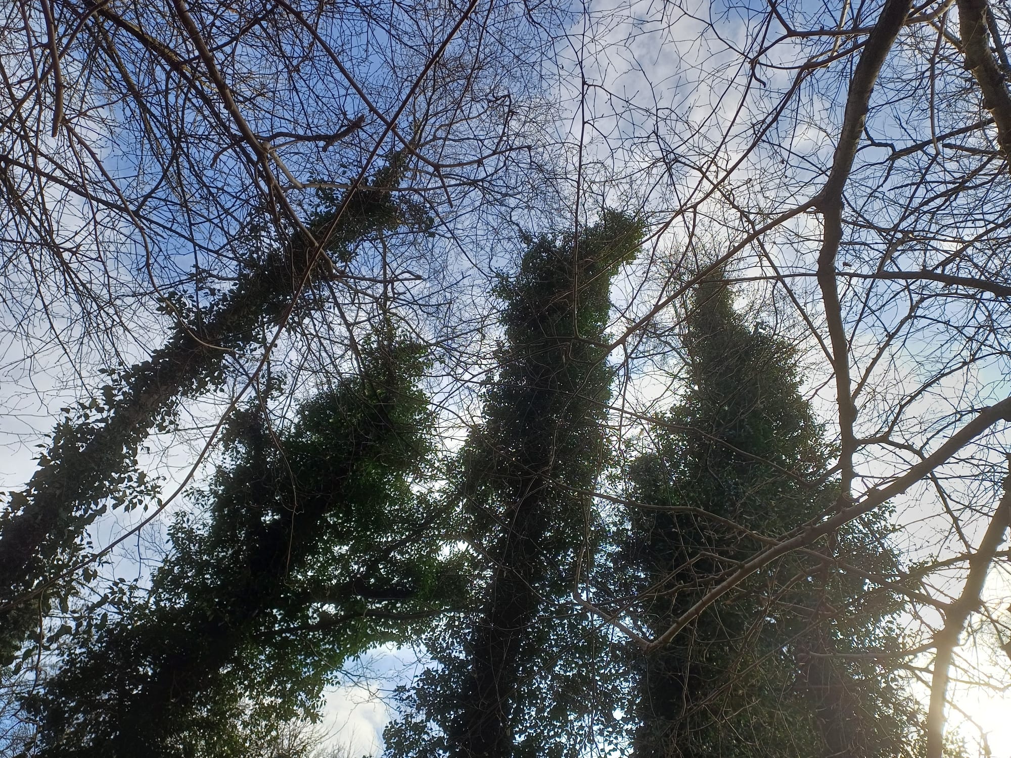 Priory Gorse ivy on tree