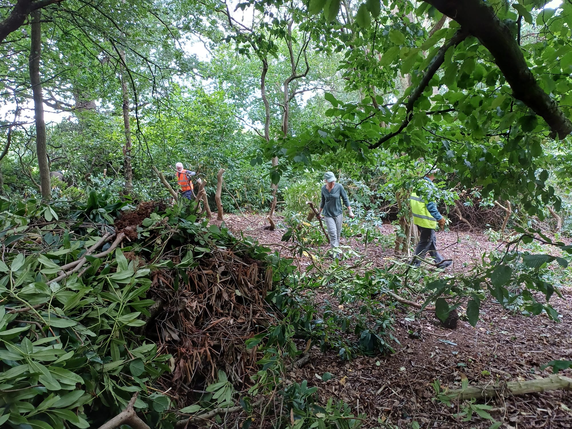 Hanging Bank rhododendron removal