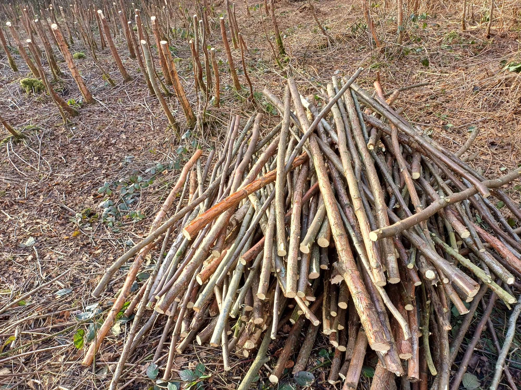 Birch stakes ready.