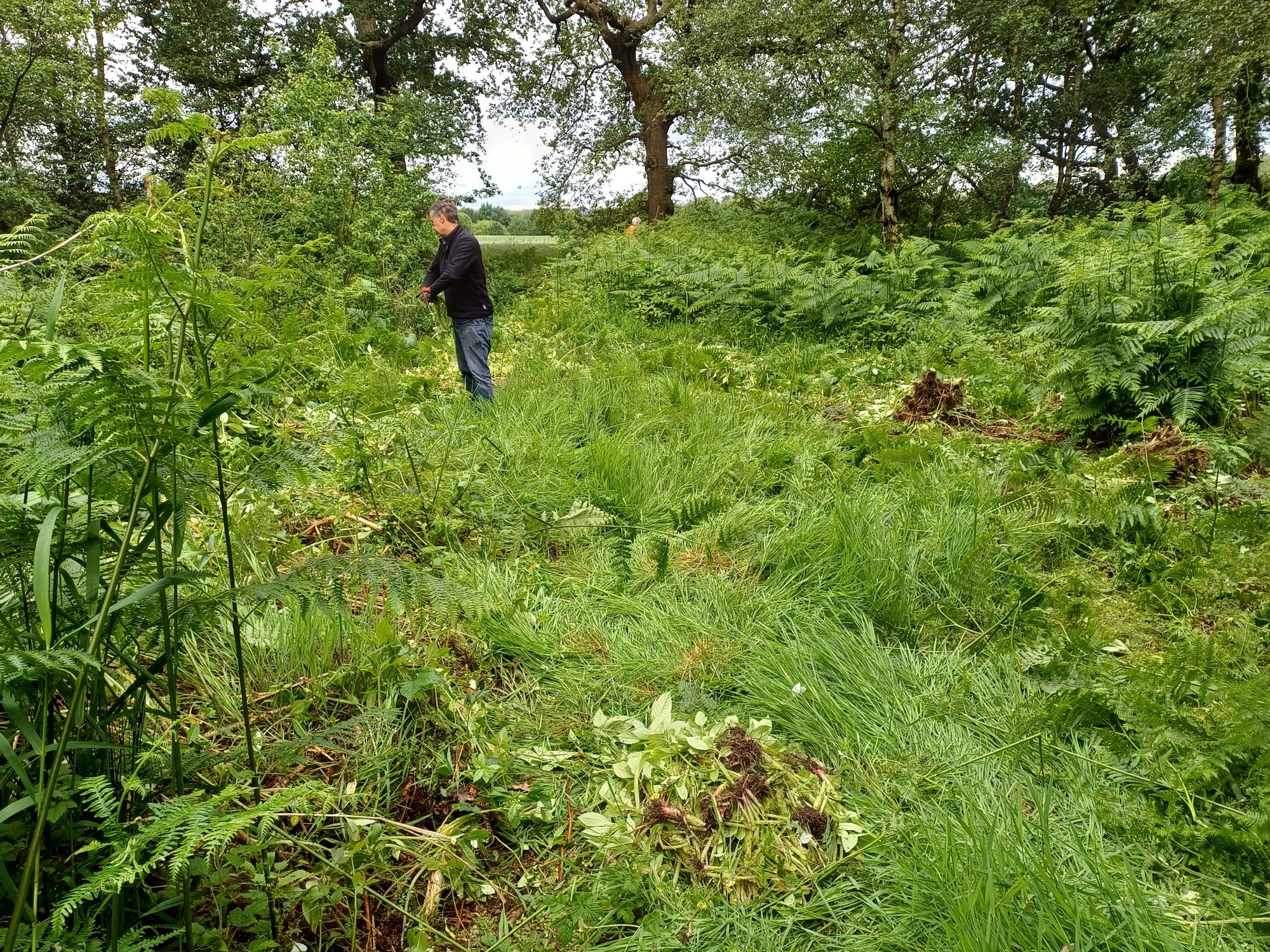 Balsam pulling near ditch