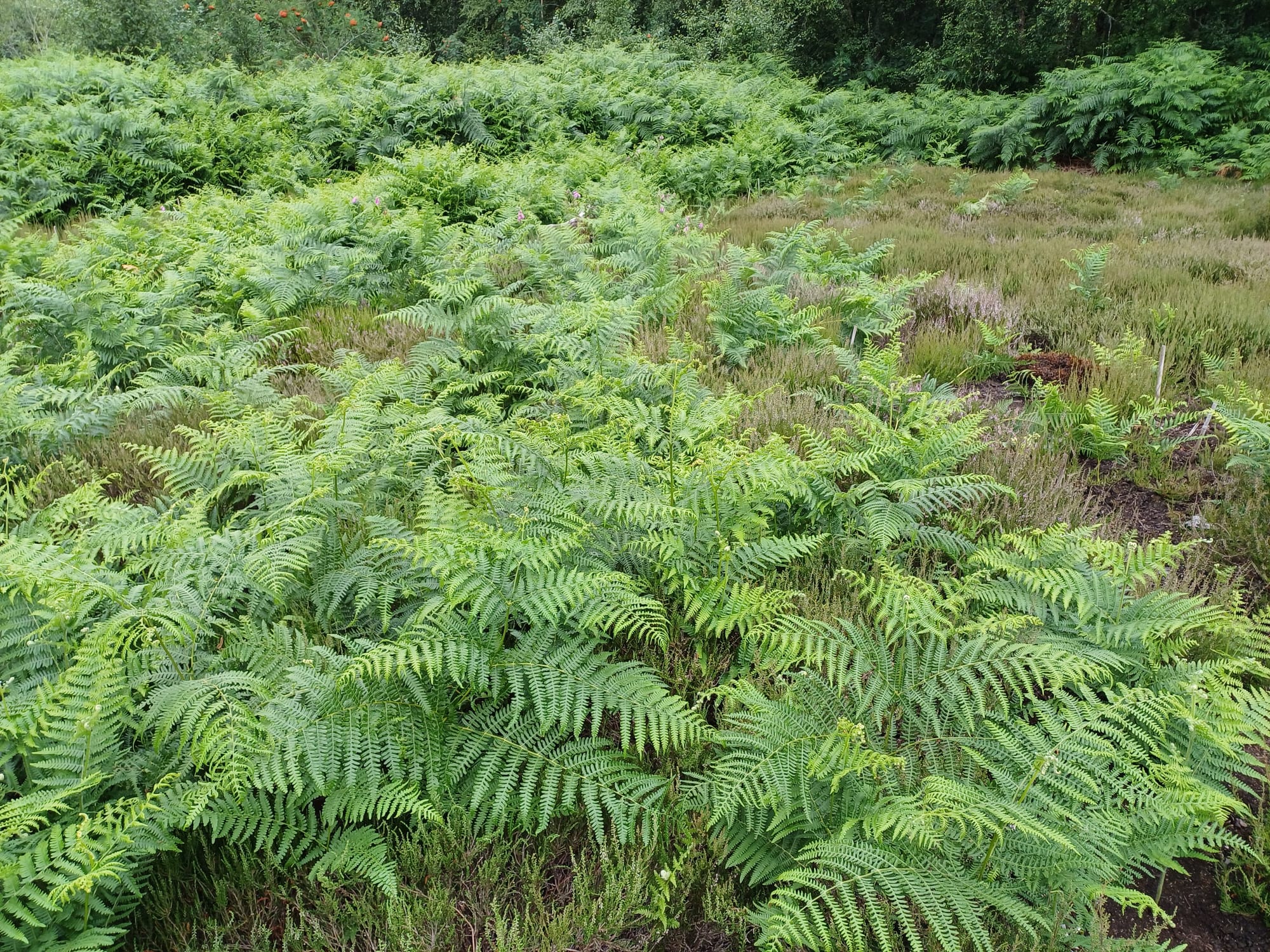 Heather covered by bracken.