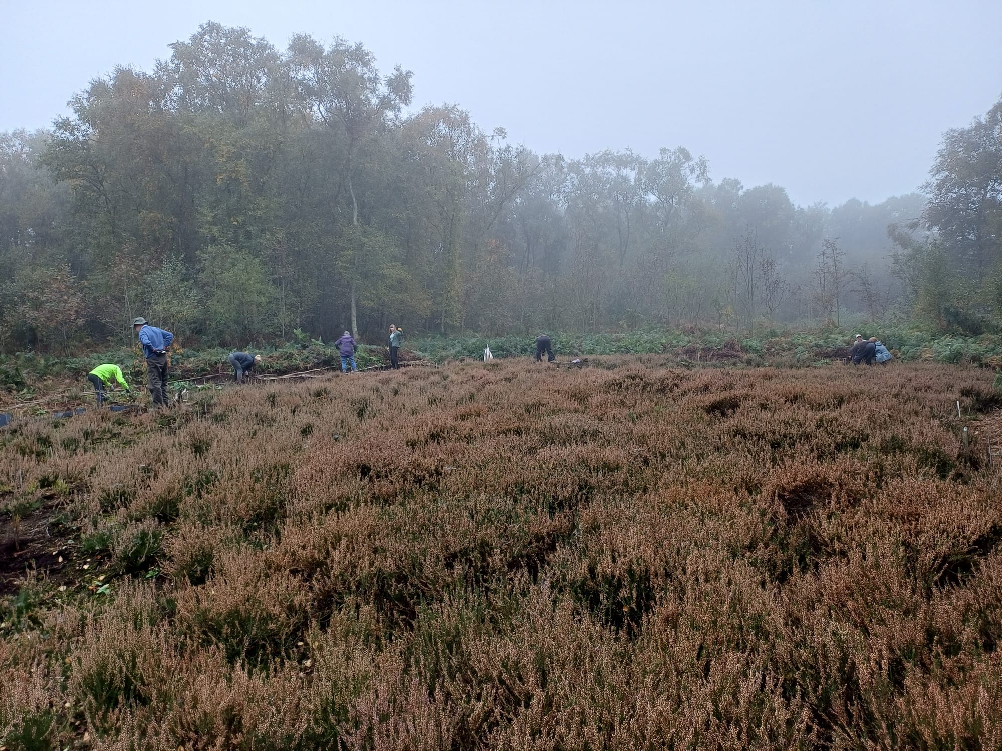 Heather planting