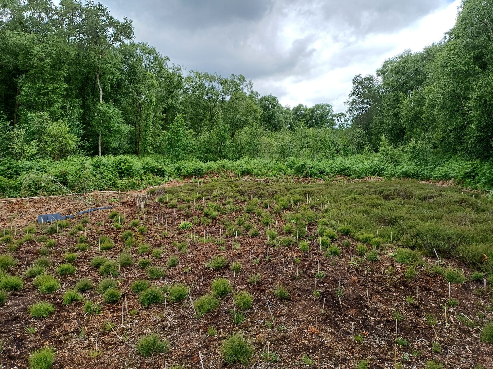 Heather aftercare completed.