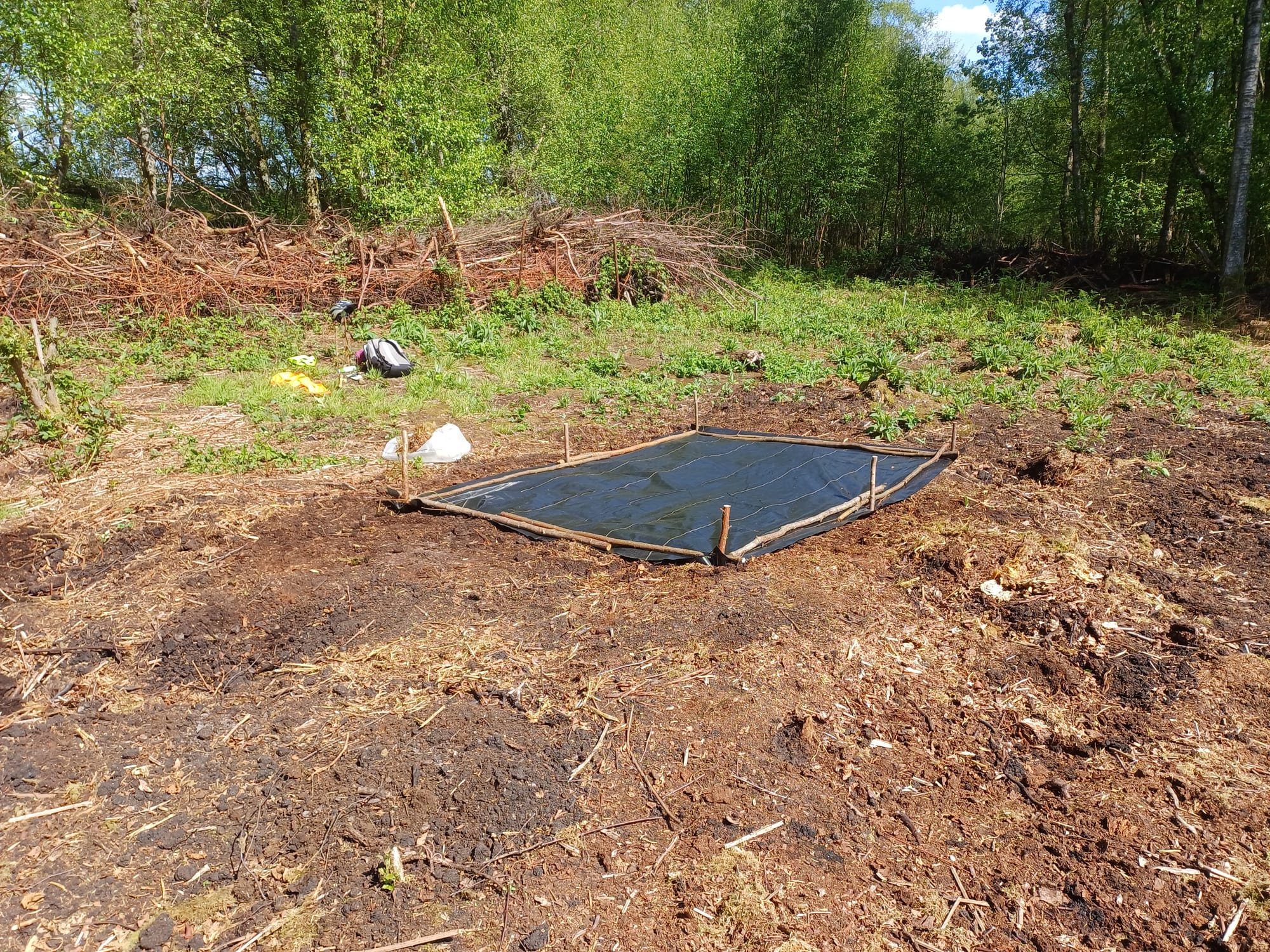 Bilberry patch being prepared