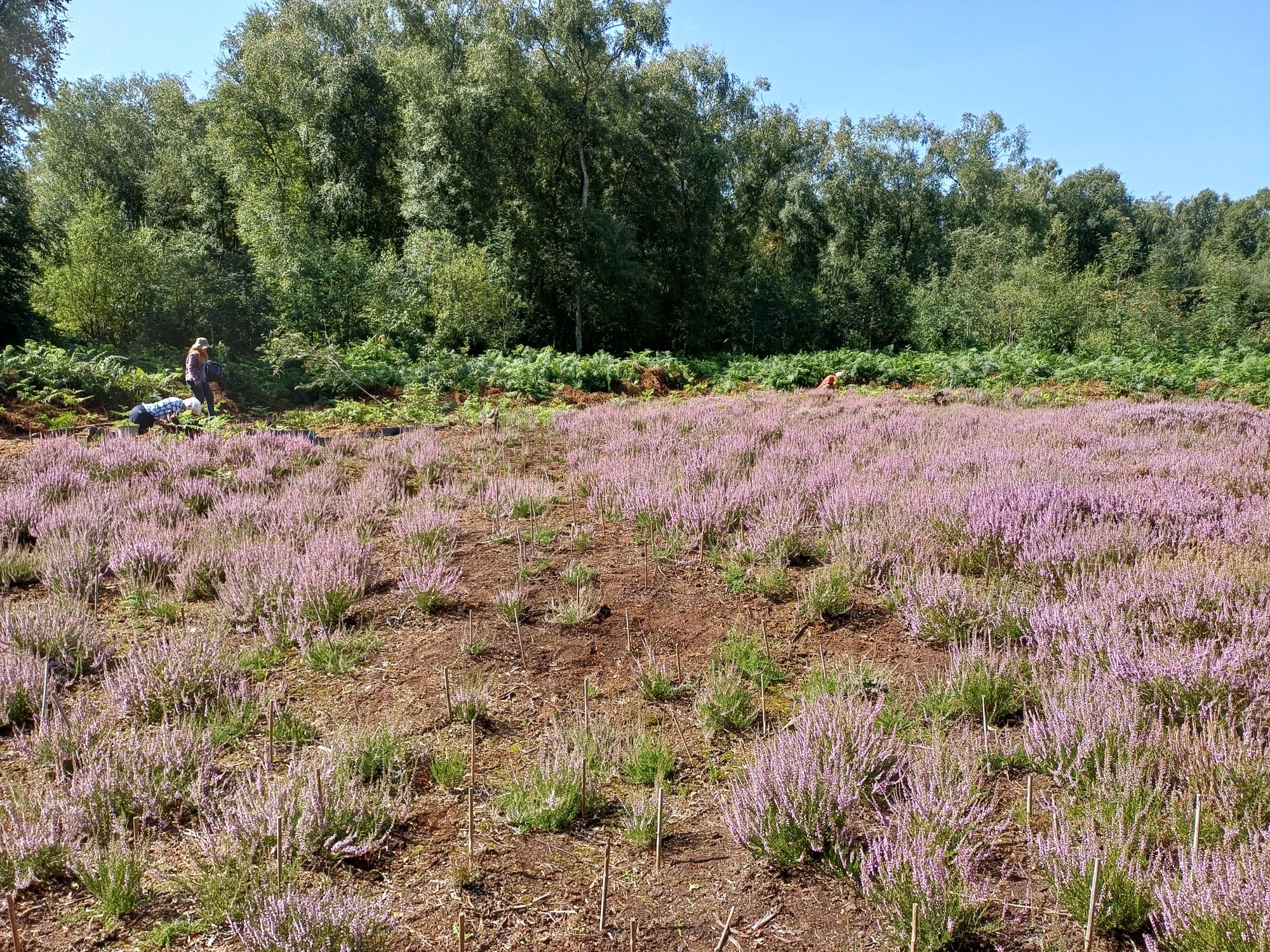 Heather in flower.