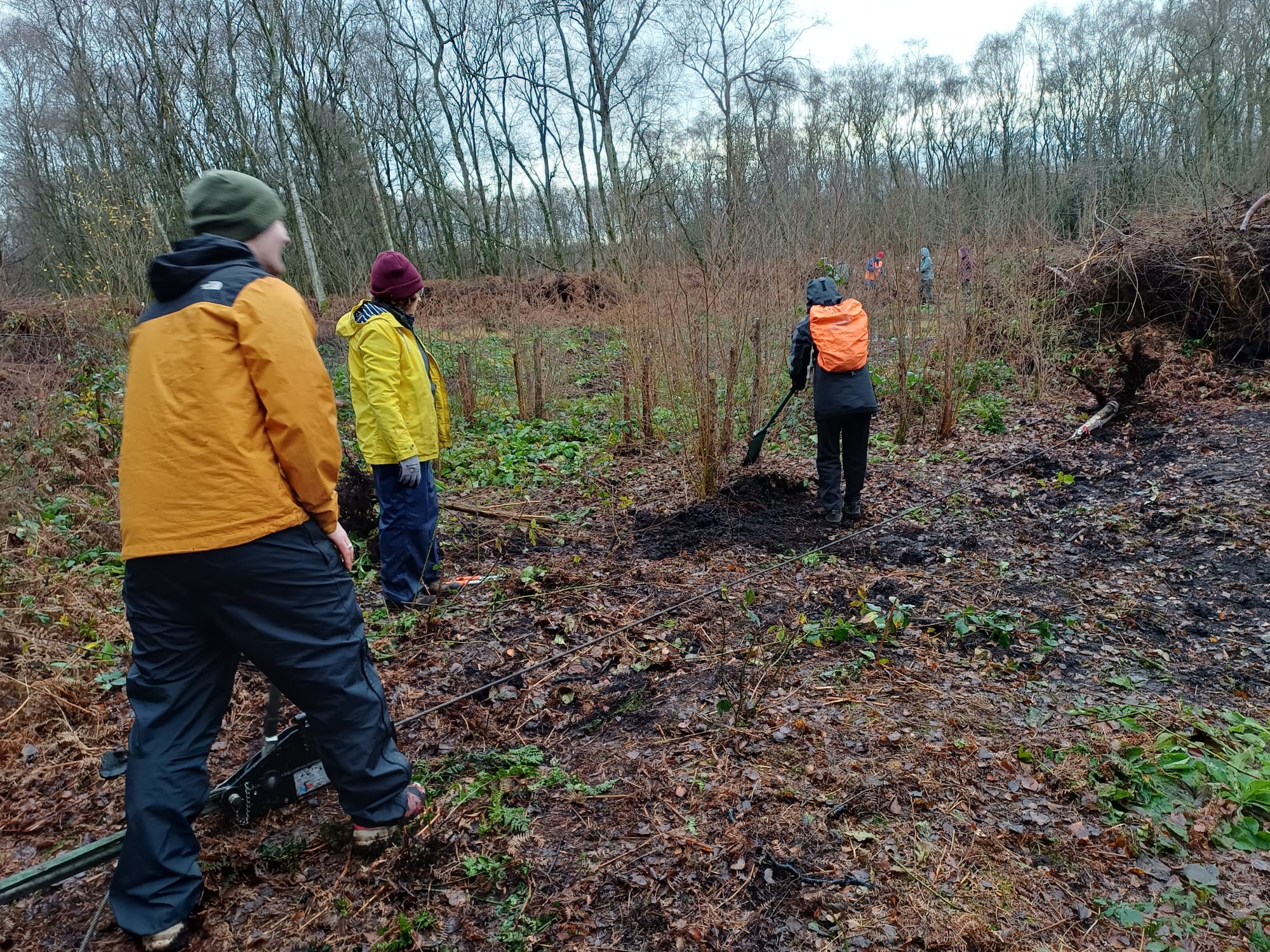 Birch stump winching