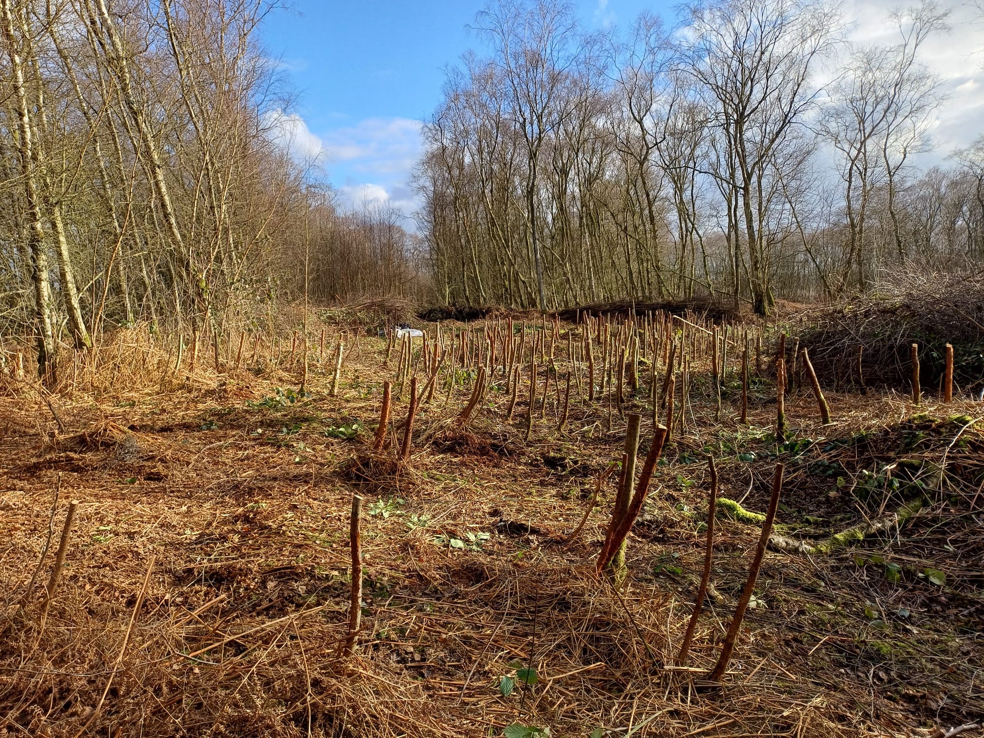 Birch stumps ready for winching