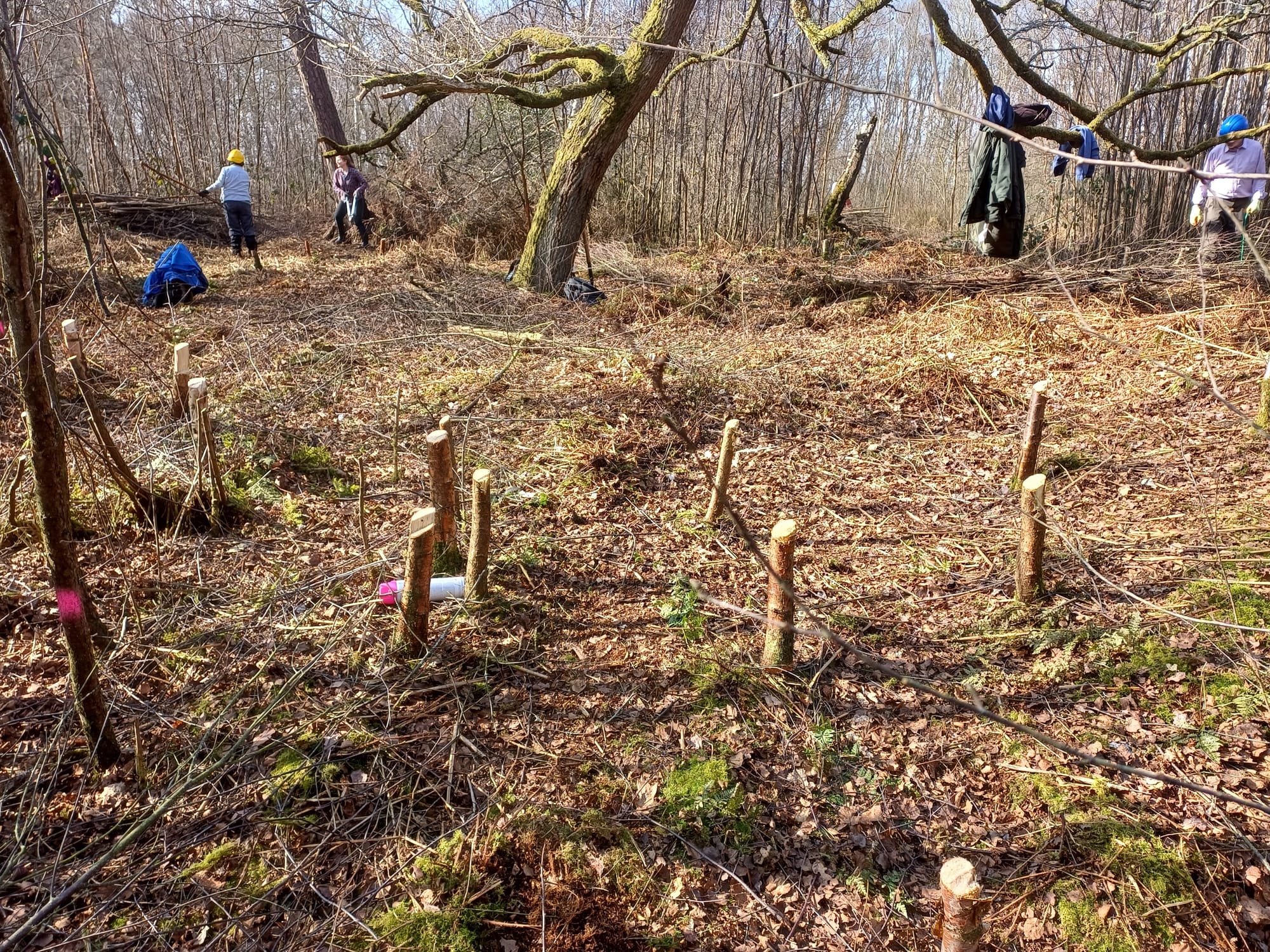 Birch stumps ready for winching.
