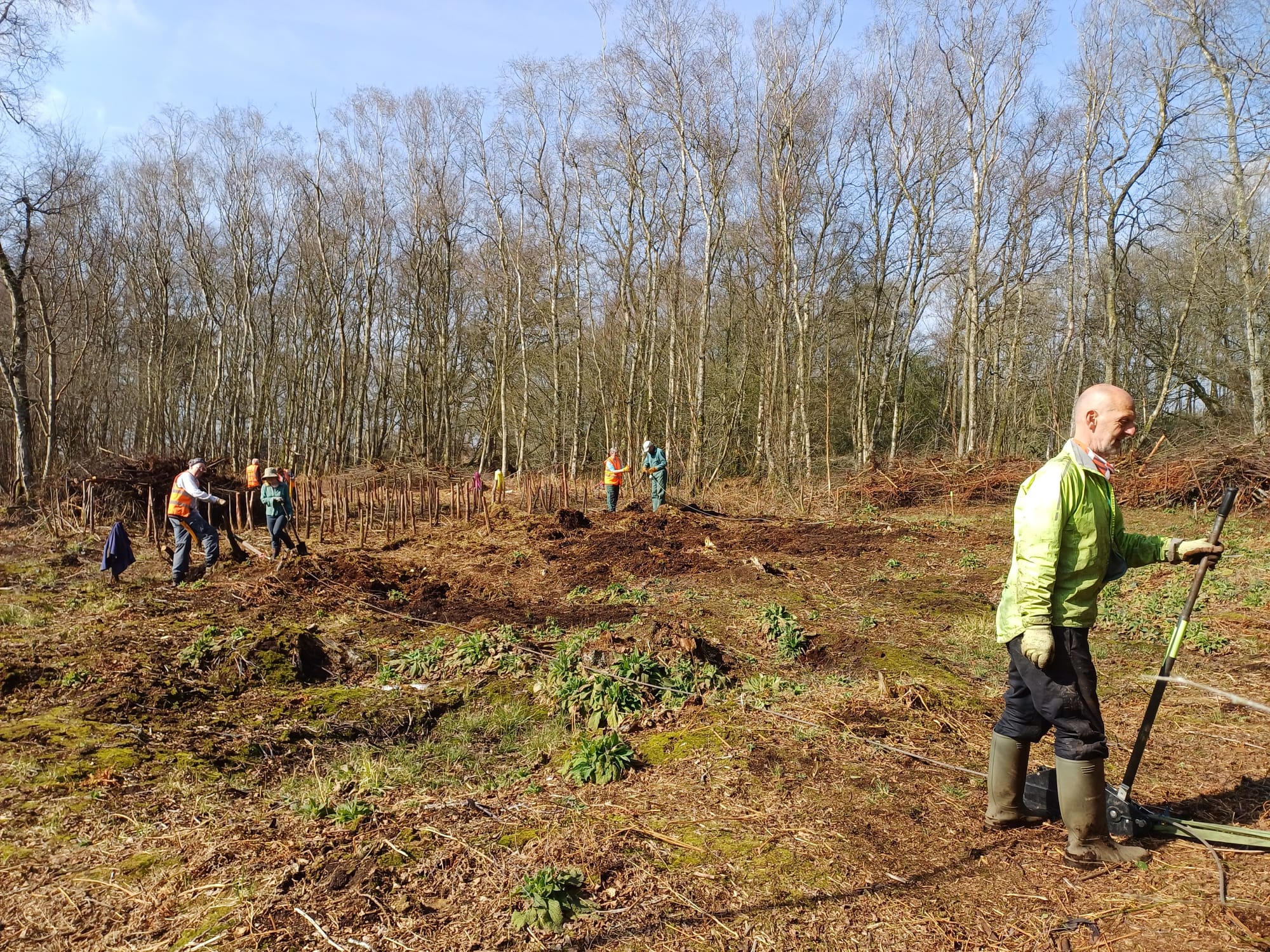 Birch stumps being winched.