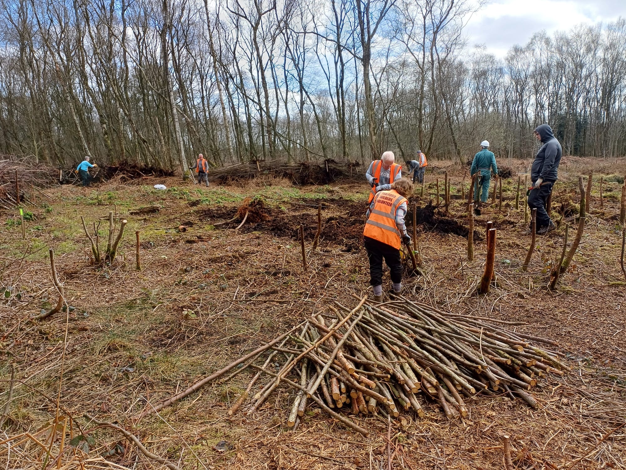 Birch stake preparation