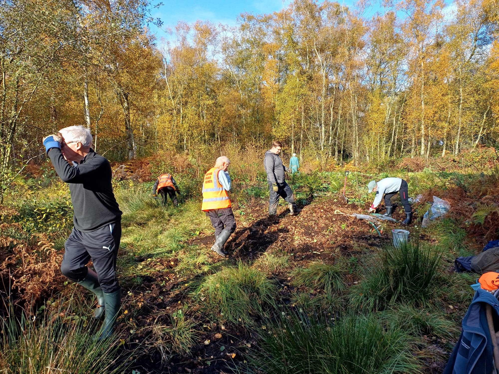 Birch stump winching