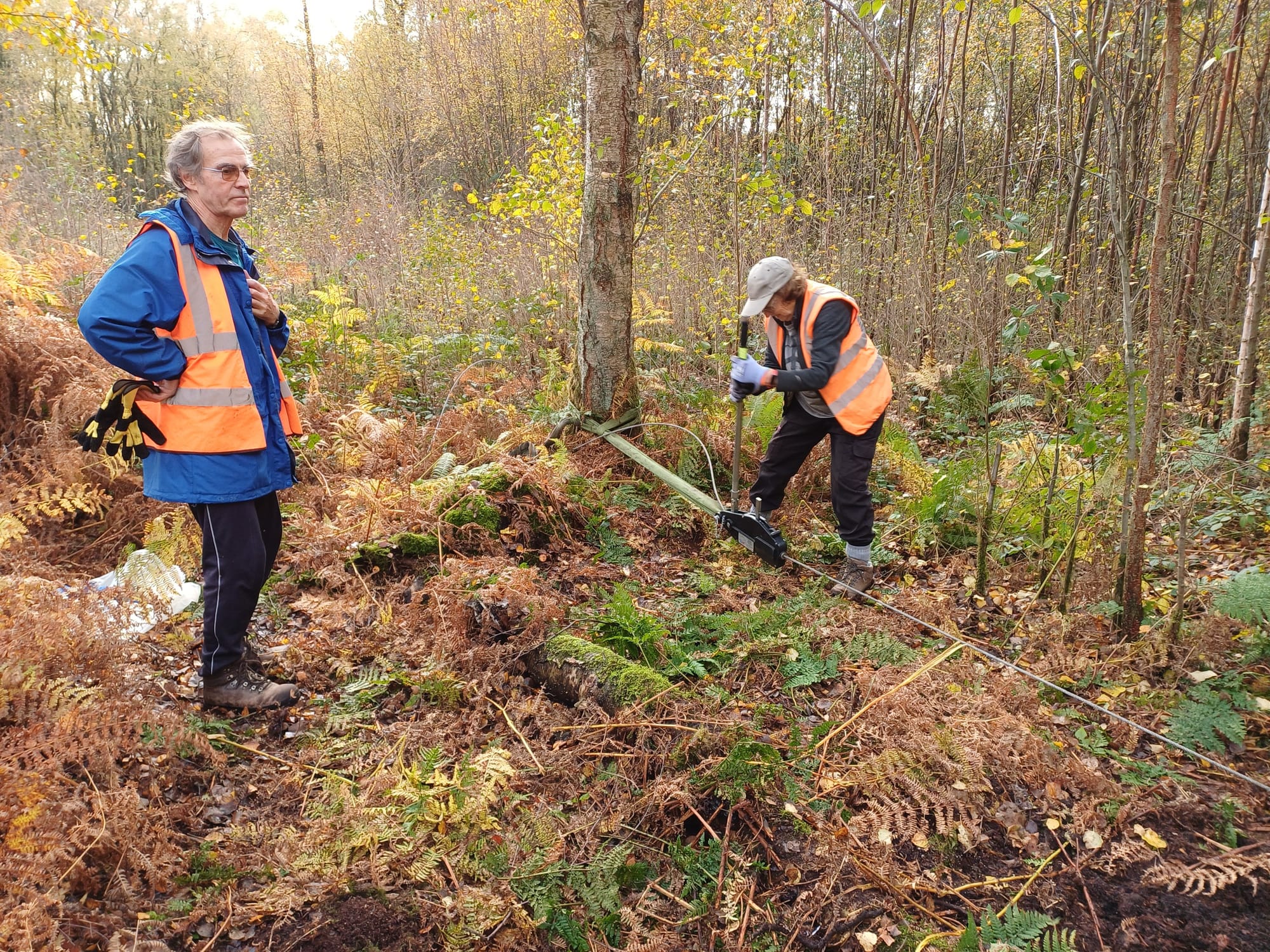 Birch stump winching