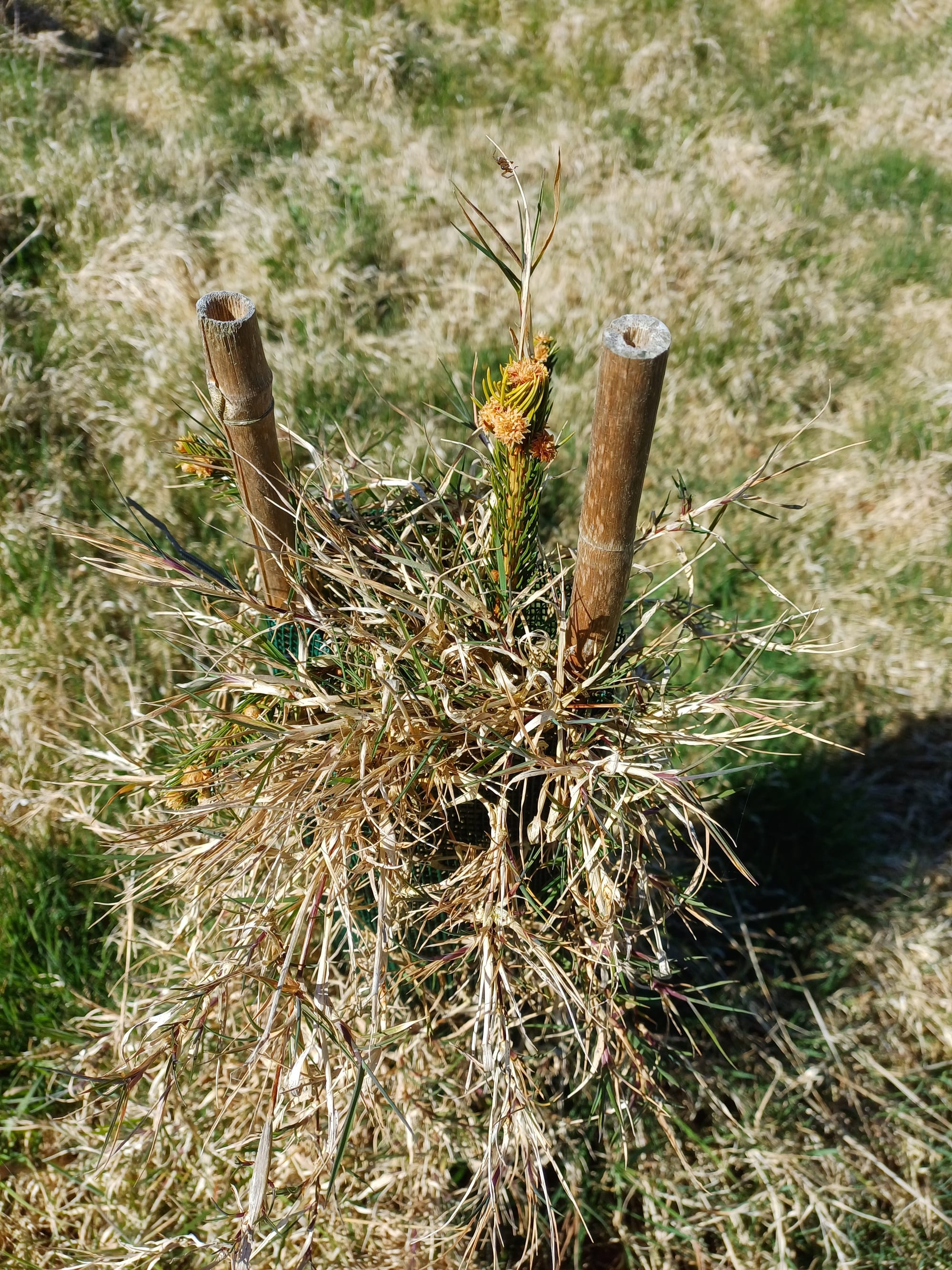 Tree in need of aftercare