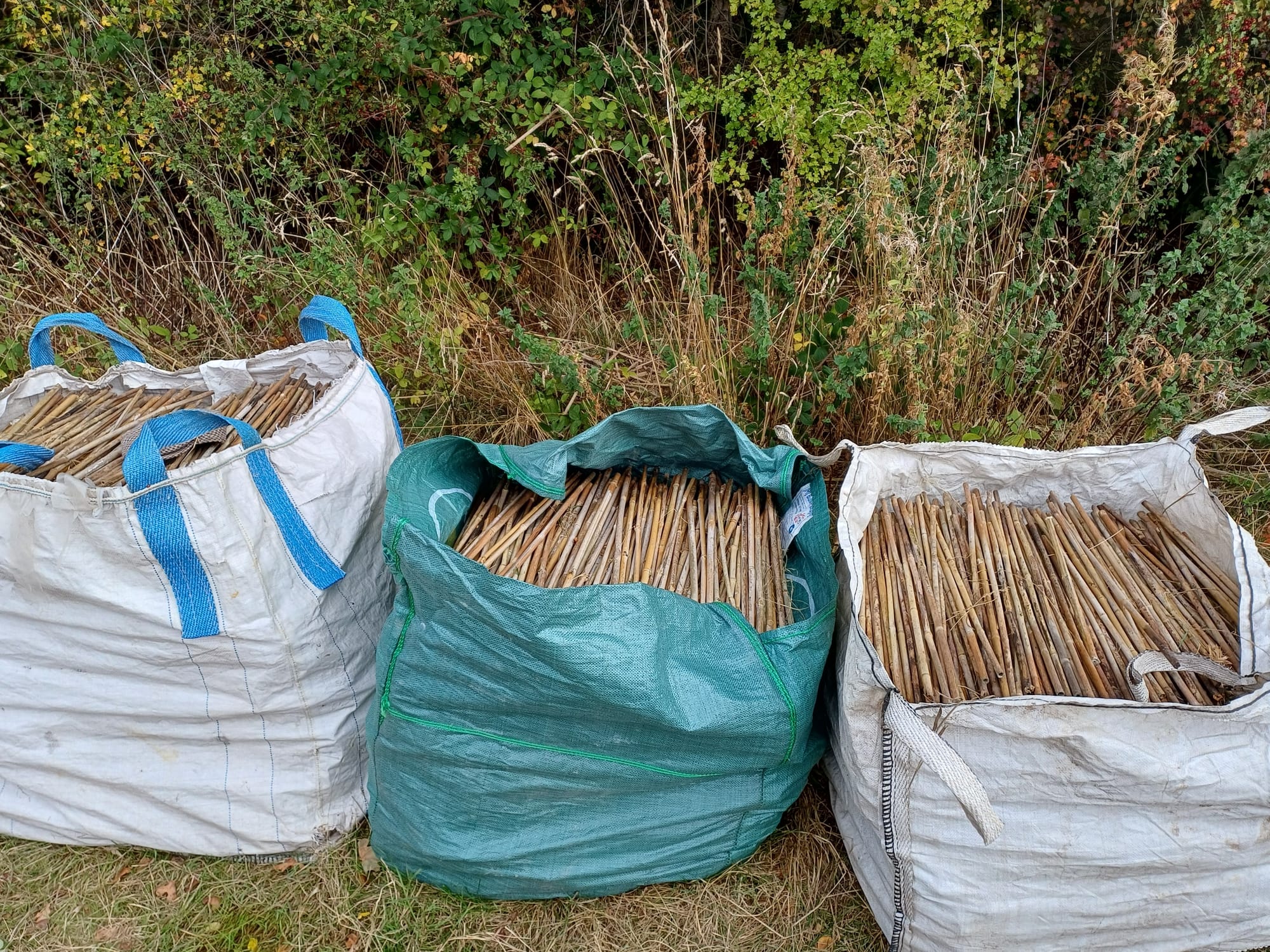 Bamboo ready for re-purposing