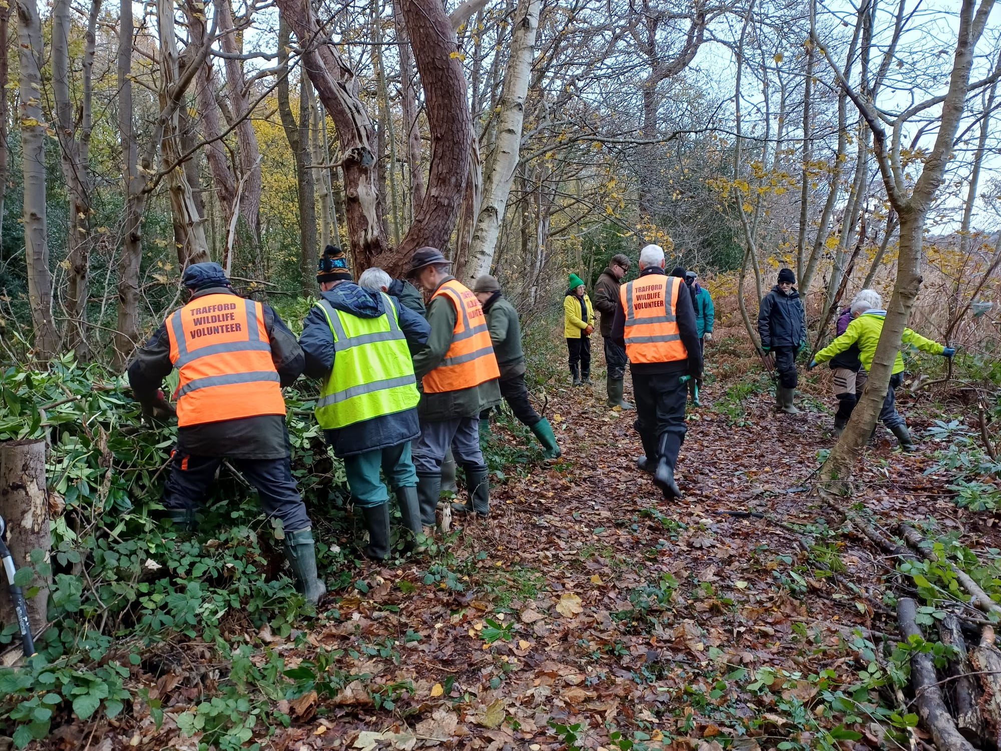 Rhododendron bashing.