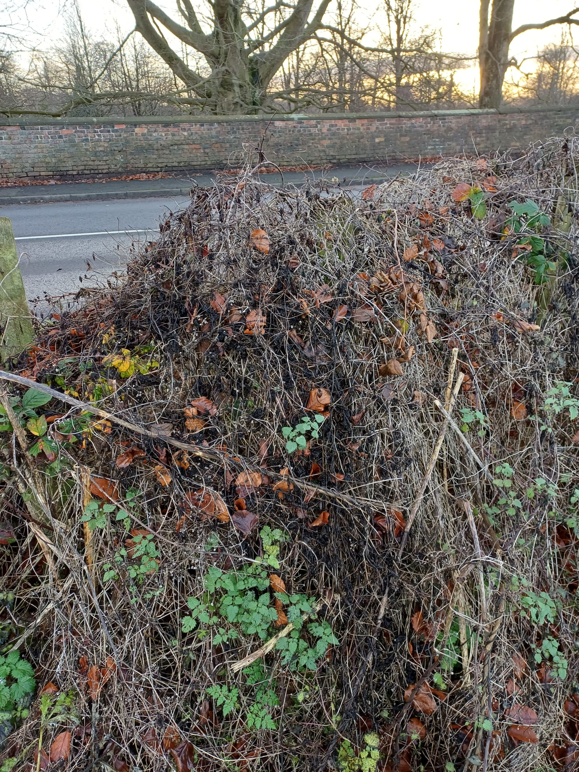 Layed hedge in need of aftercare due to bindweed cover.