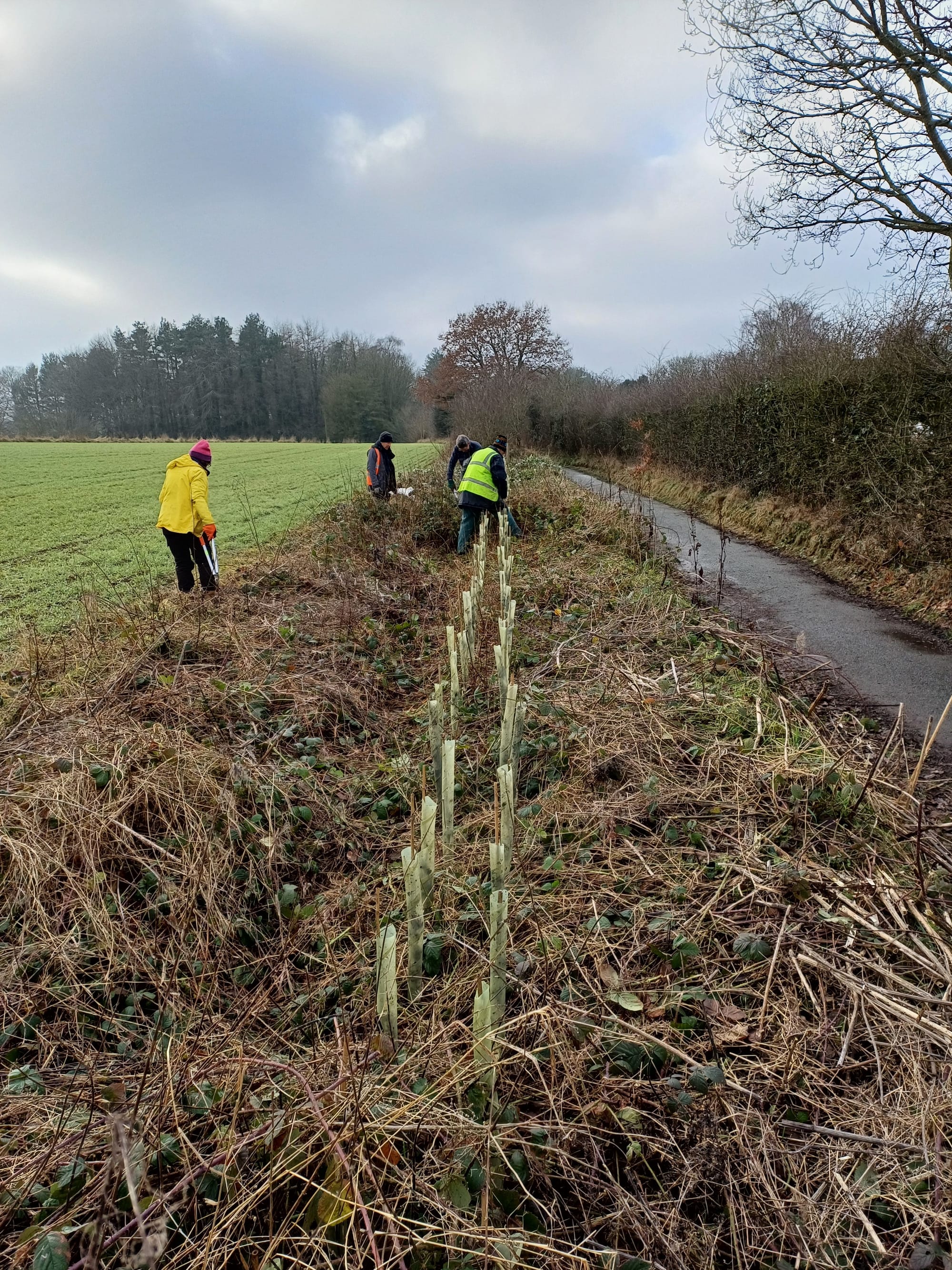 Hedge post aftercare