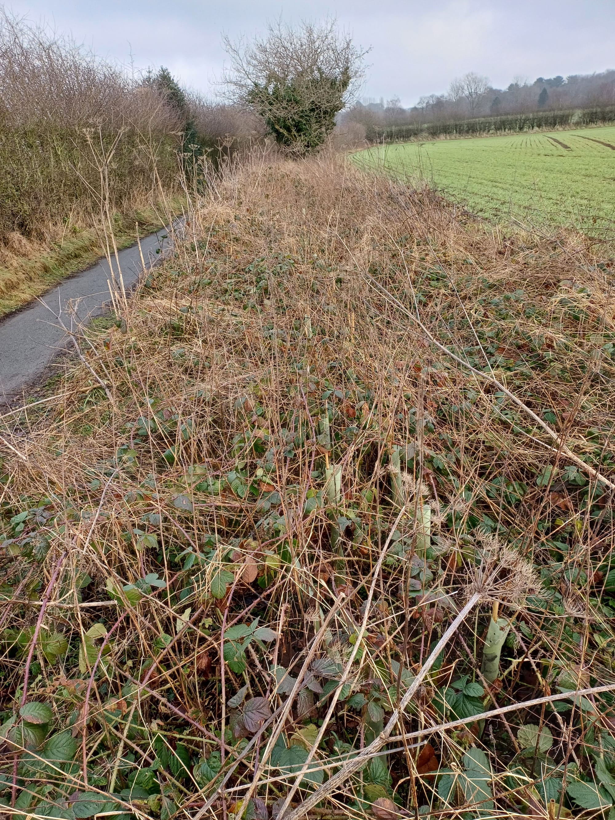 Hedge needing adtercare.