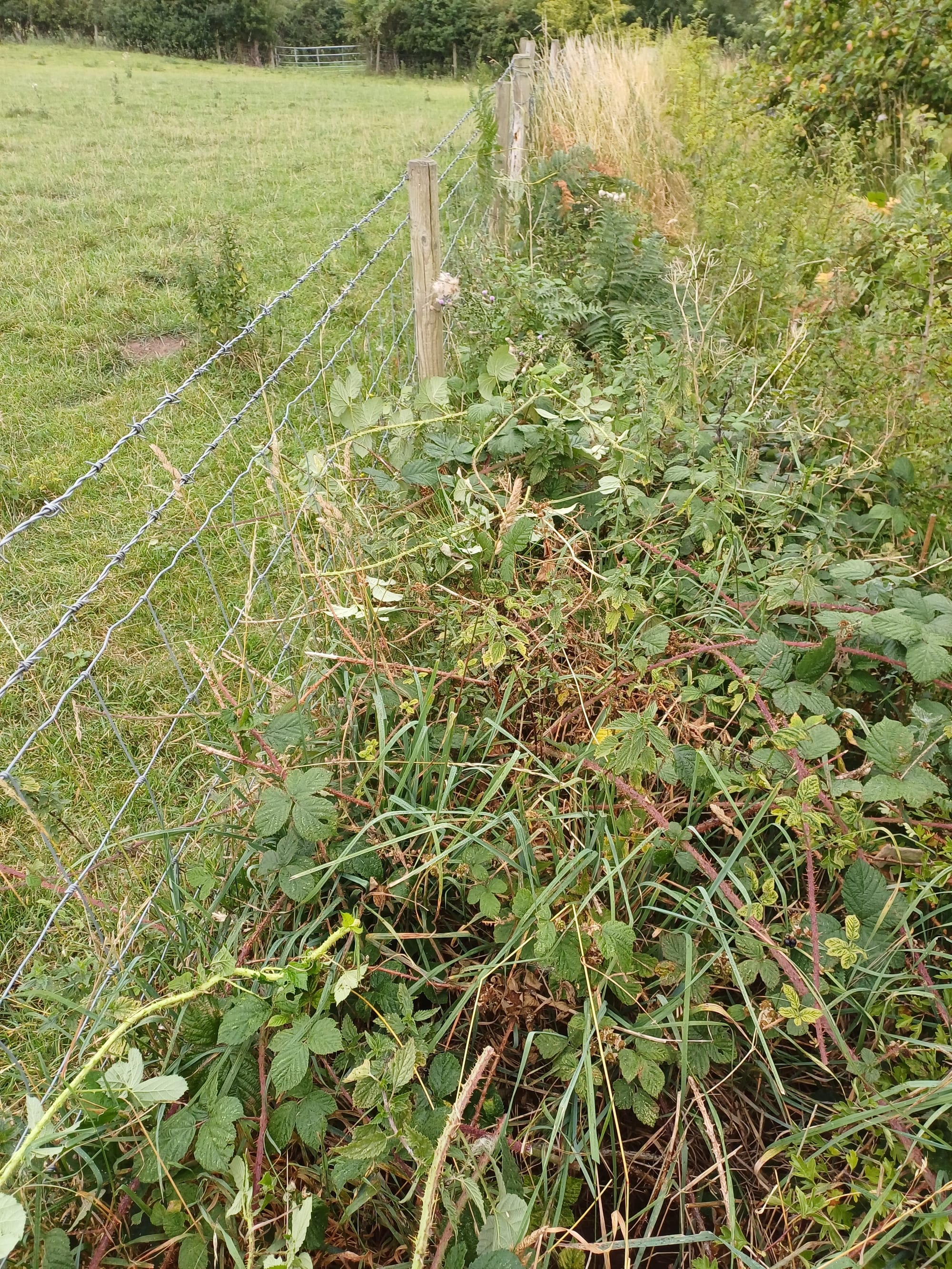 Hedge before aftercare.