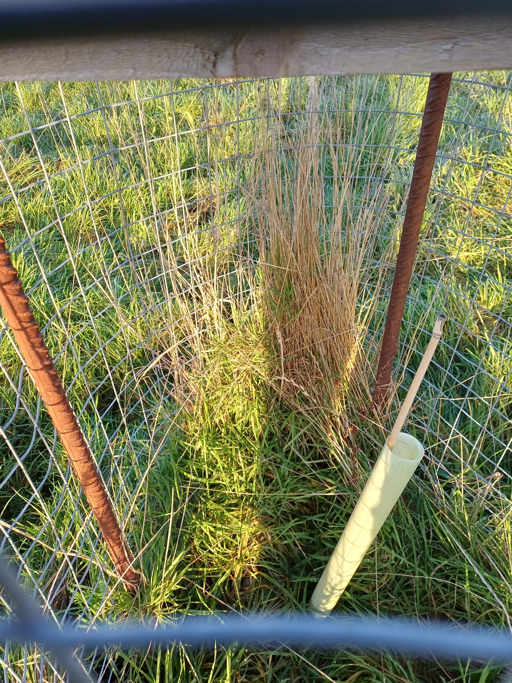 Tree cages in lower field.
