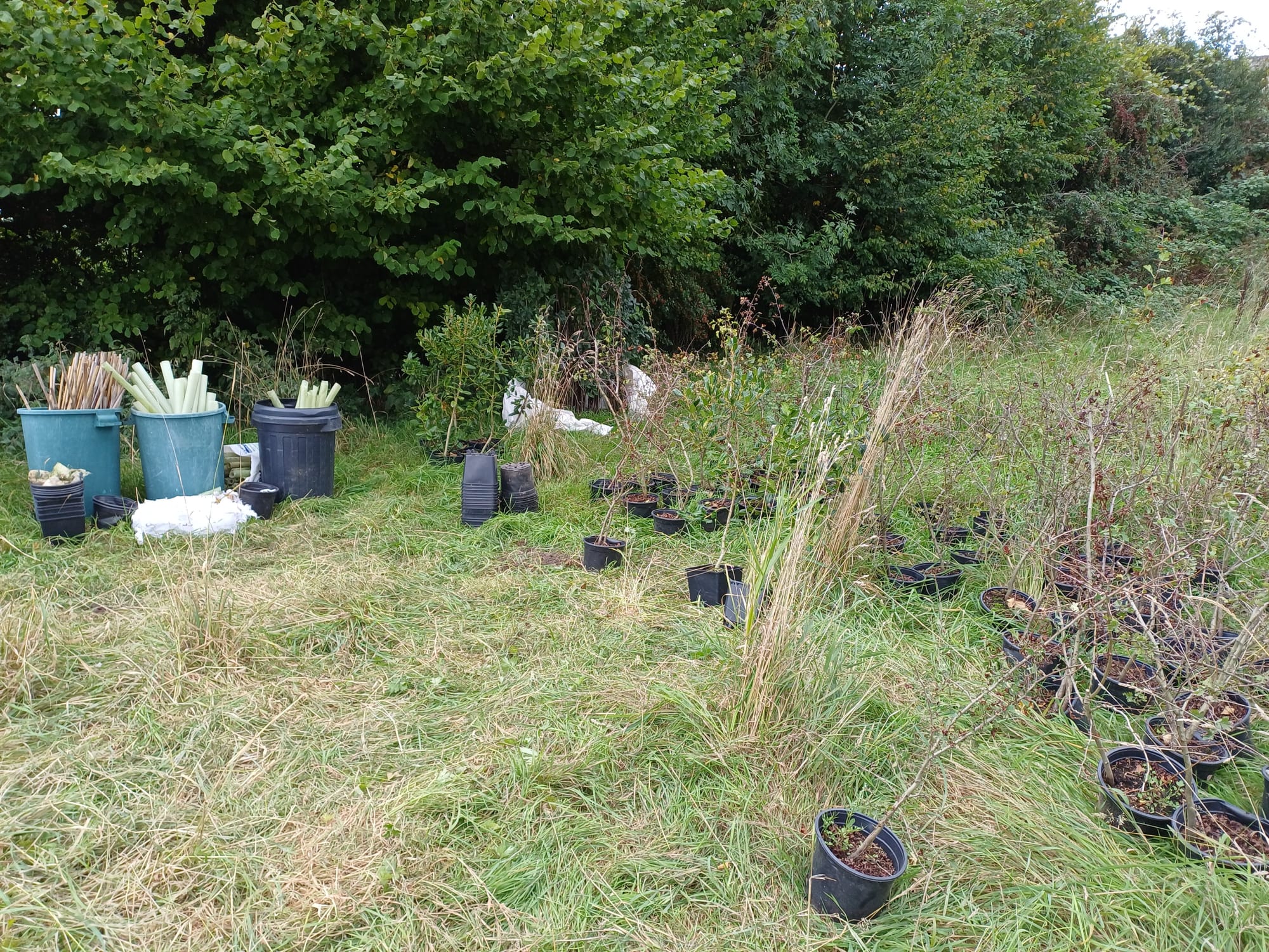 Replacement trees ready.