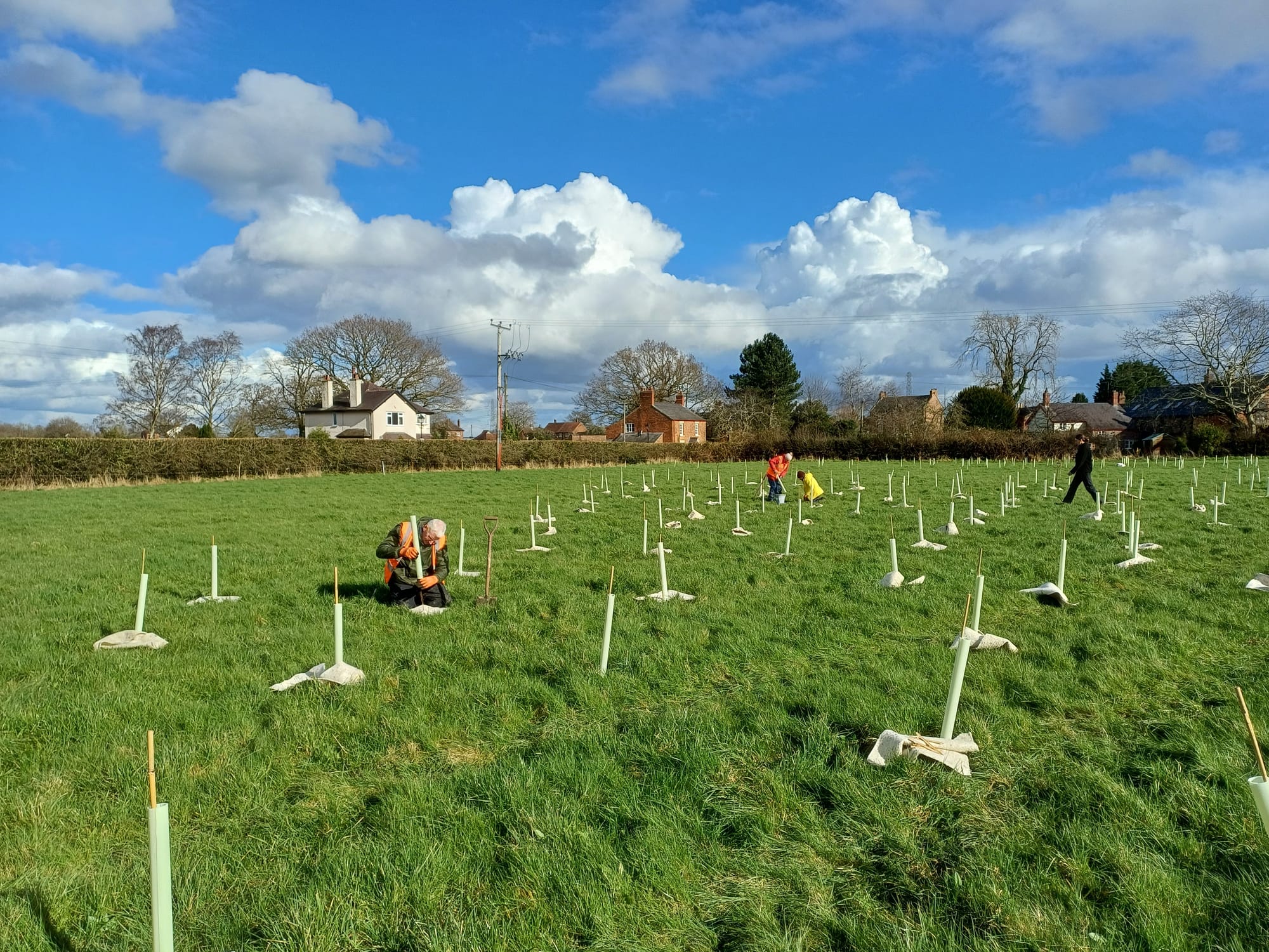 Tree planting - 3,000 trees