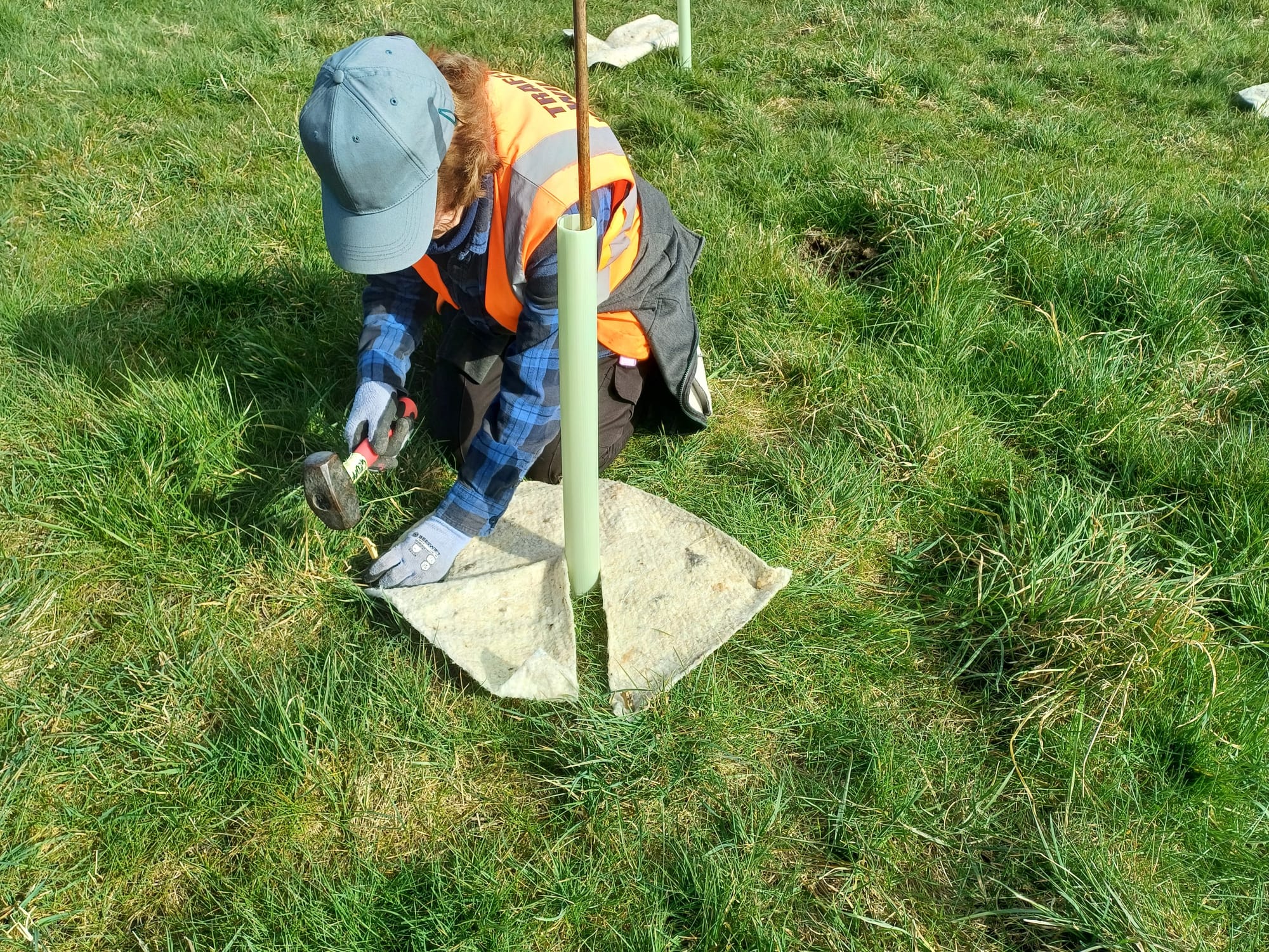 Individual tree with wool mat