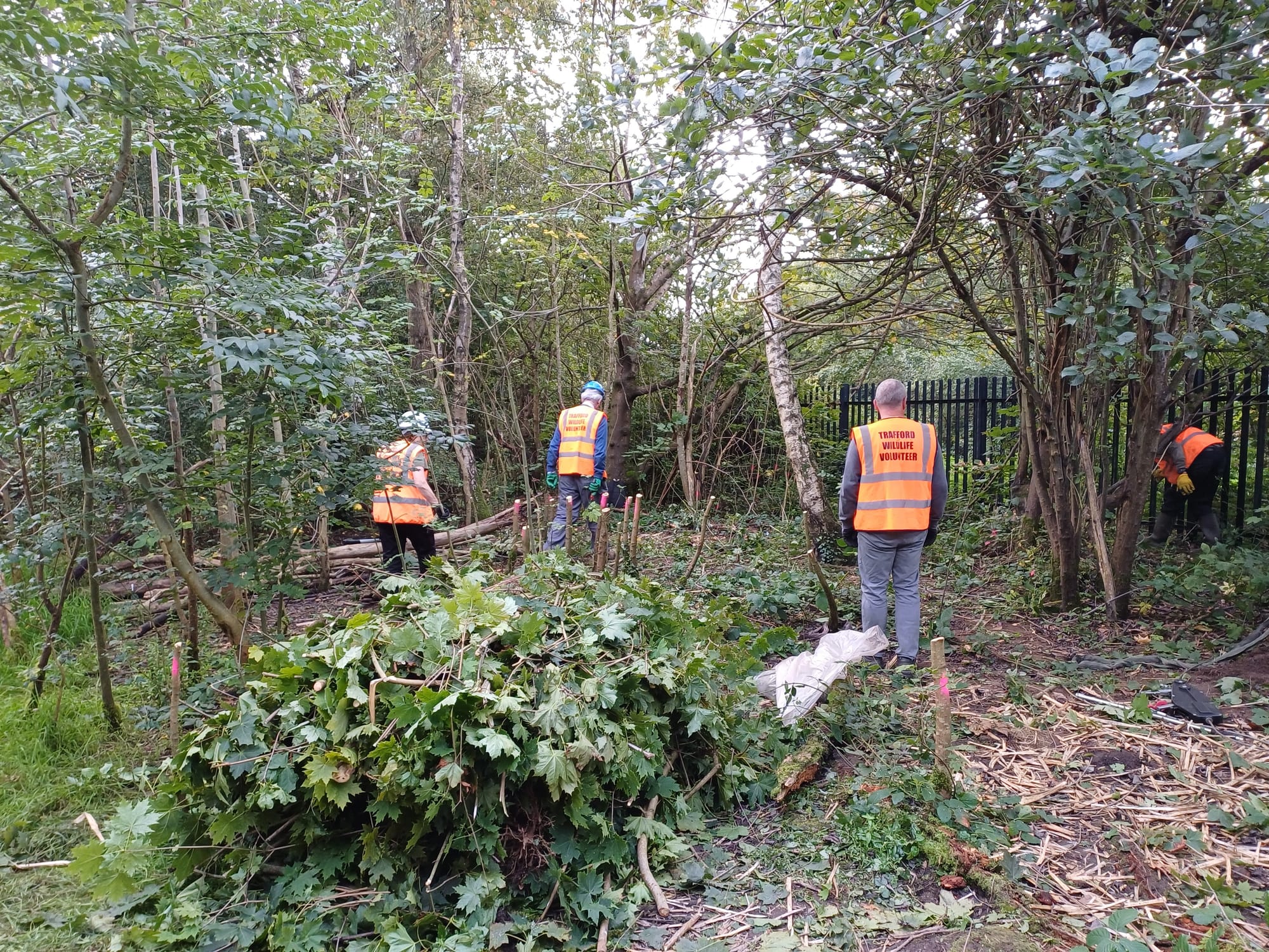 Woodheys - Norway maple removal