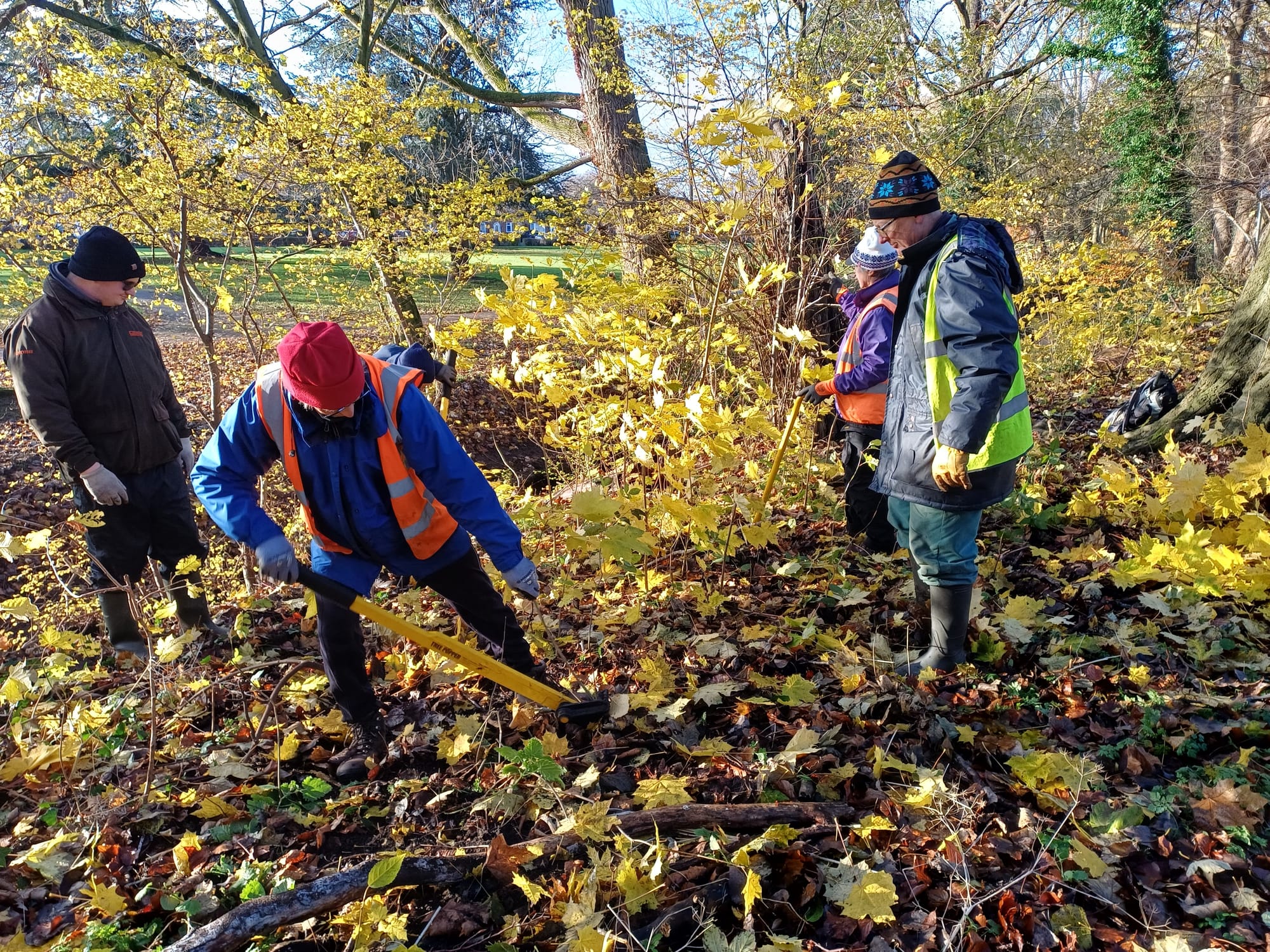 Norway maple 'popping' along Sinderland Brook