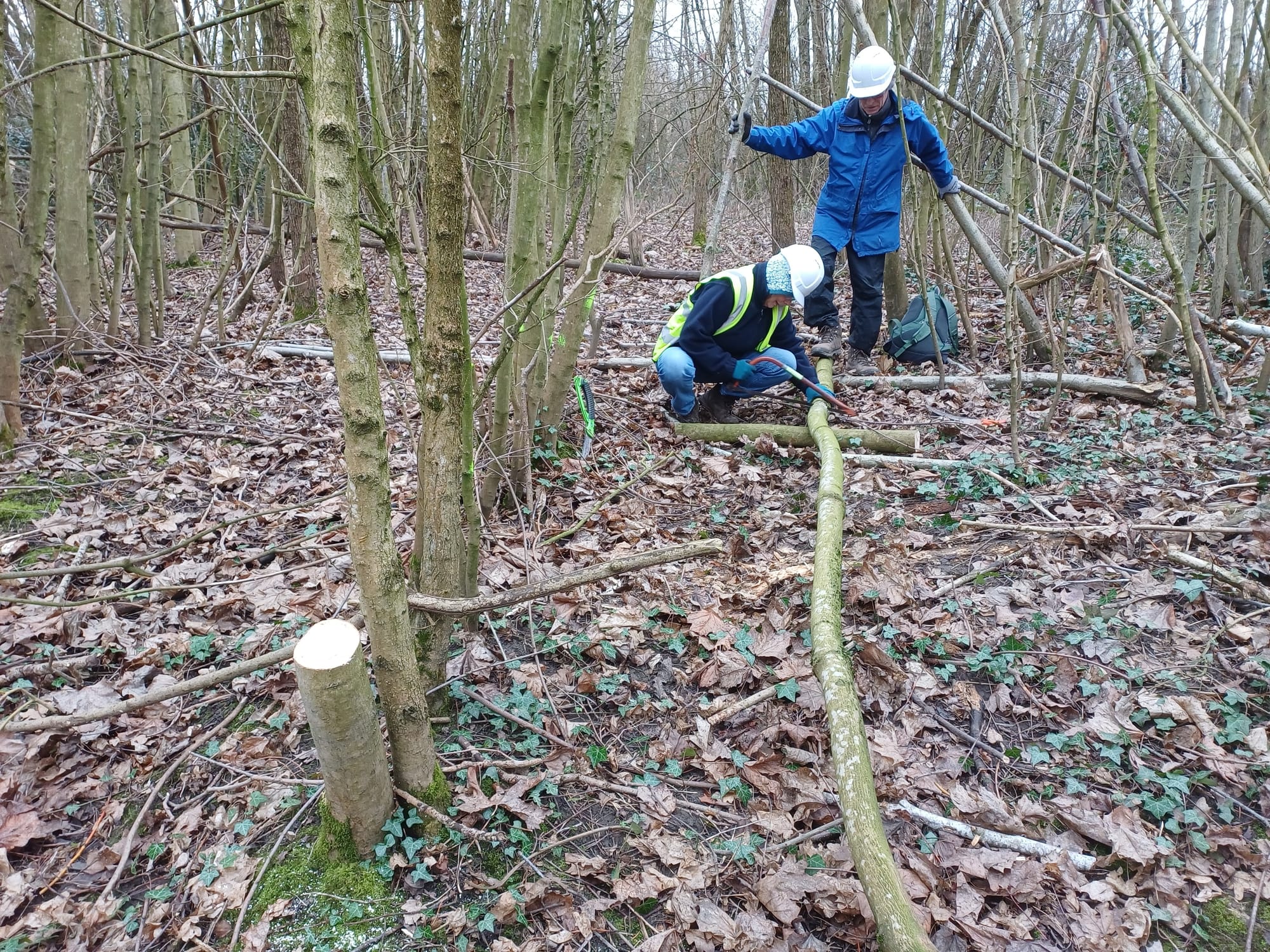 Norway maple removal