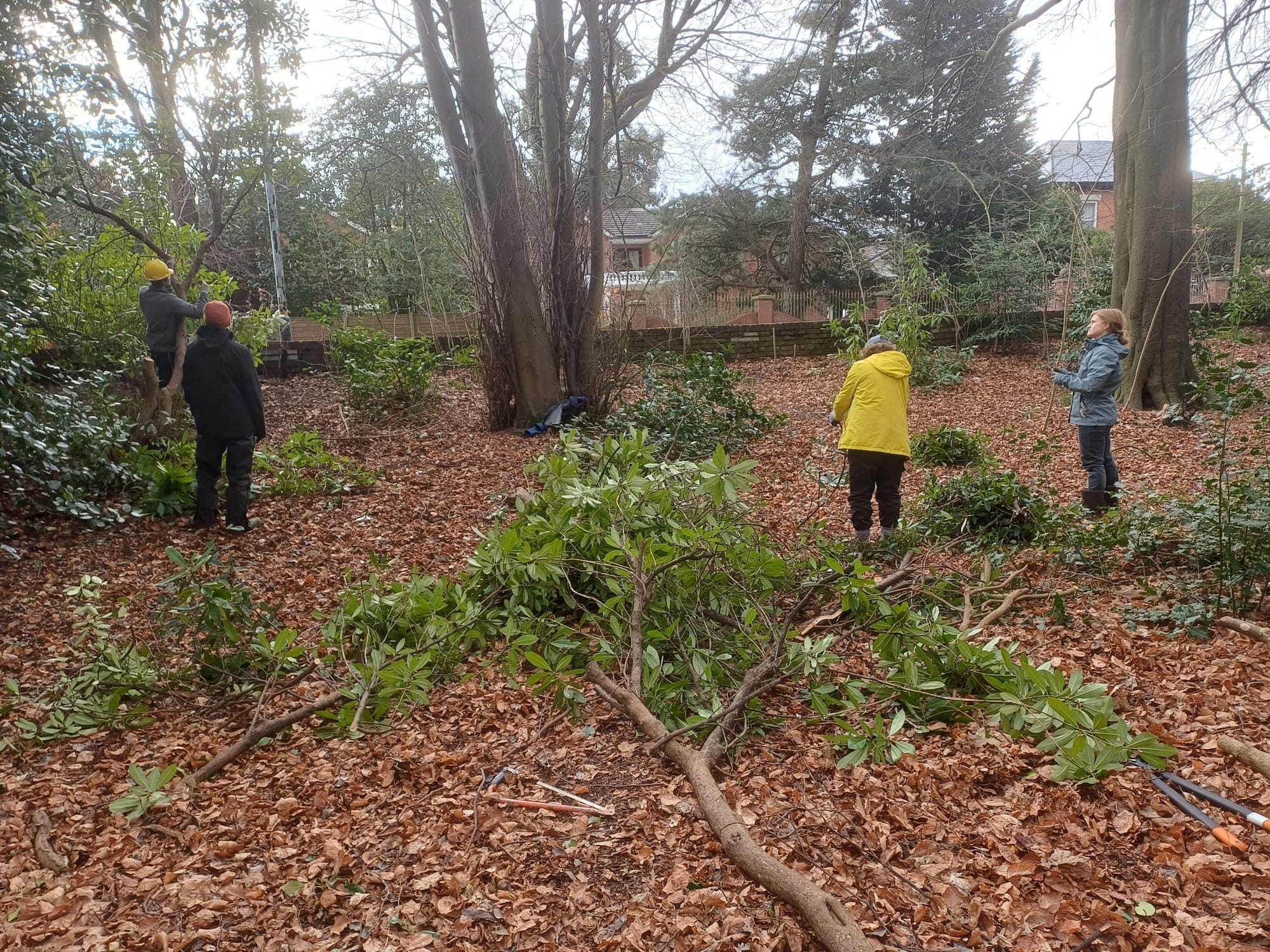 Rhododendron bashing.